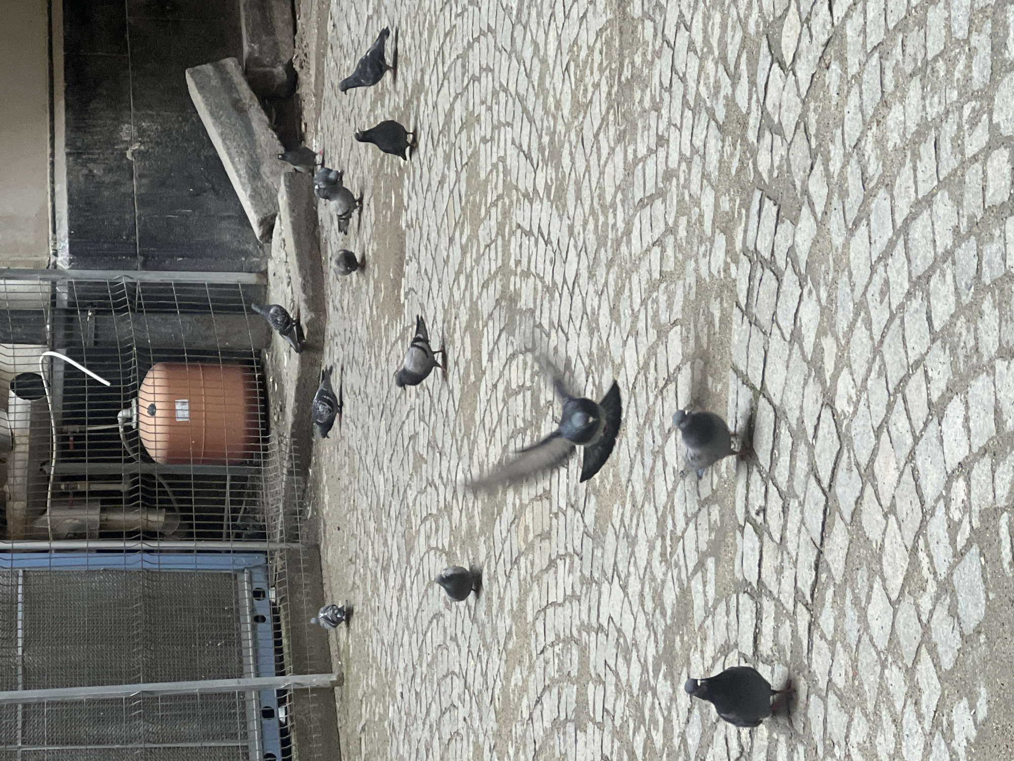 An outdoor, slightly tilted, eye-level shot captures a gathering of pigeons on a textured cobblestone surface in Sofia, Bulgaria. The ground is paved with light-colored, possibly grey or beige, diamond-shaped cobblestones arranged in a repeating, somewhat scale-like pattern.
Numerous pigeons, ranging from dark grey to speckled, are scattered across the foreground and midground. One pigeon is prominently featured in the midground, captured mid-flight with its wings outstretched, showing some motion blur. Others are standing or walking on the cobblestones.
To the left of the frame, there's a more industrial background. A series of metal grates and fences form a boundary, behind which sits a large, orange, cylindrical tank or container with a white label visible on its side (text is illegible). Other metallic structures and what appears to be part of a cooling unit or air conditioning system are also visible behind the grates. A dark, possibly grimy wall rises in the background, with a thick, light-grey concrete slab leaning against it.
The lighting suggests an overcast daytime, providing diffused illumination without harsh shadows. The overall scene depicts a common urban interaction between wildlife and infrastructure, set against a backdrop of distinct European street paving.