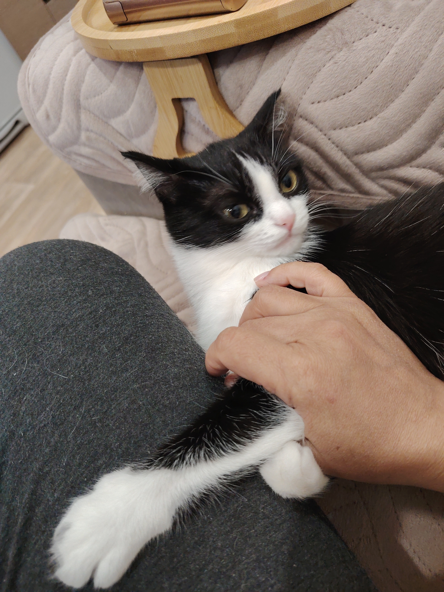A close-up shot depicts a black and white cat resting on a person's lap, specifically on their gray pants. The person's hand is gently placed on the cat. The background includes a beige, quilted cushion and a light brown wooden tray table. The location and city are Unknown.