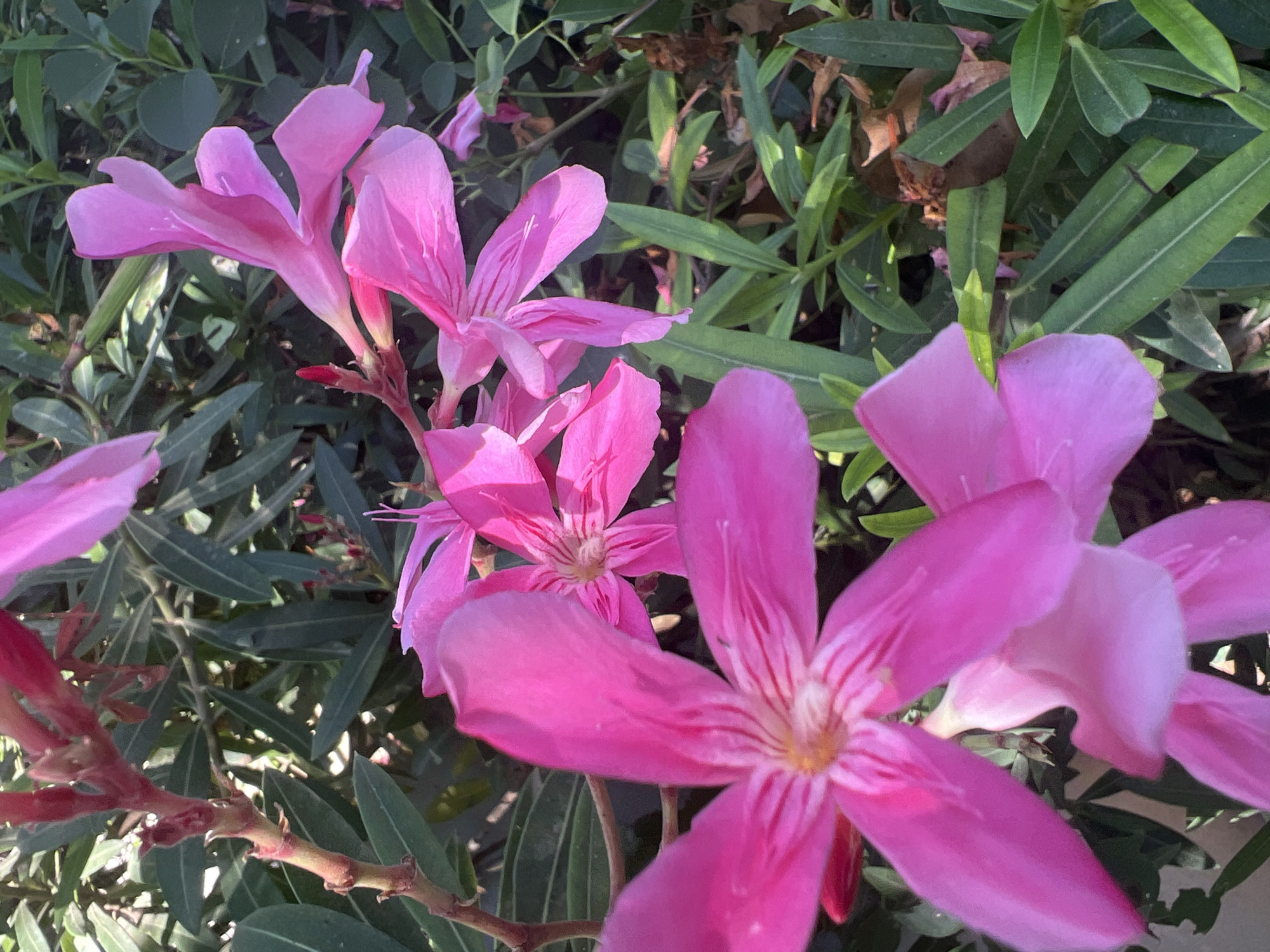 The image shows a close-up view of several bright pink oleander flowers in full bloom. The flowers have five petals each and are surrounded by dark green, lance-shaped leaves. The background consists of more foliage and some dried leaves. The scene is likely a garden or park setting. There are no people visible in the image.