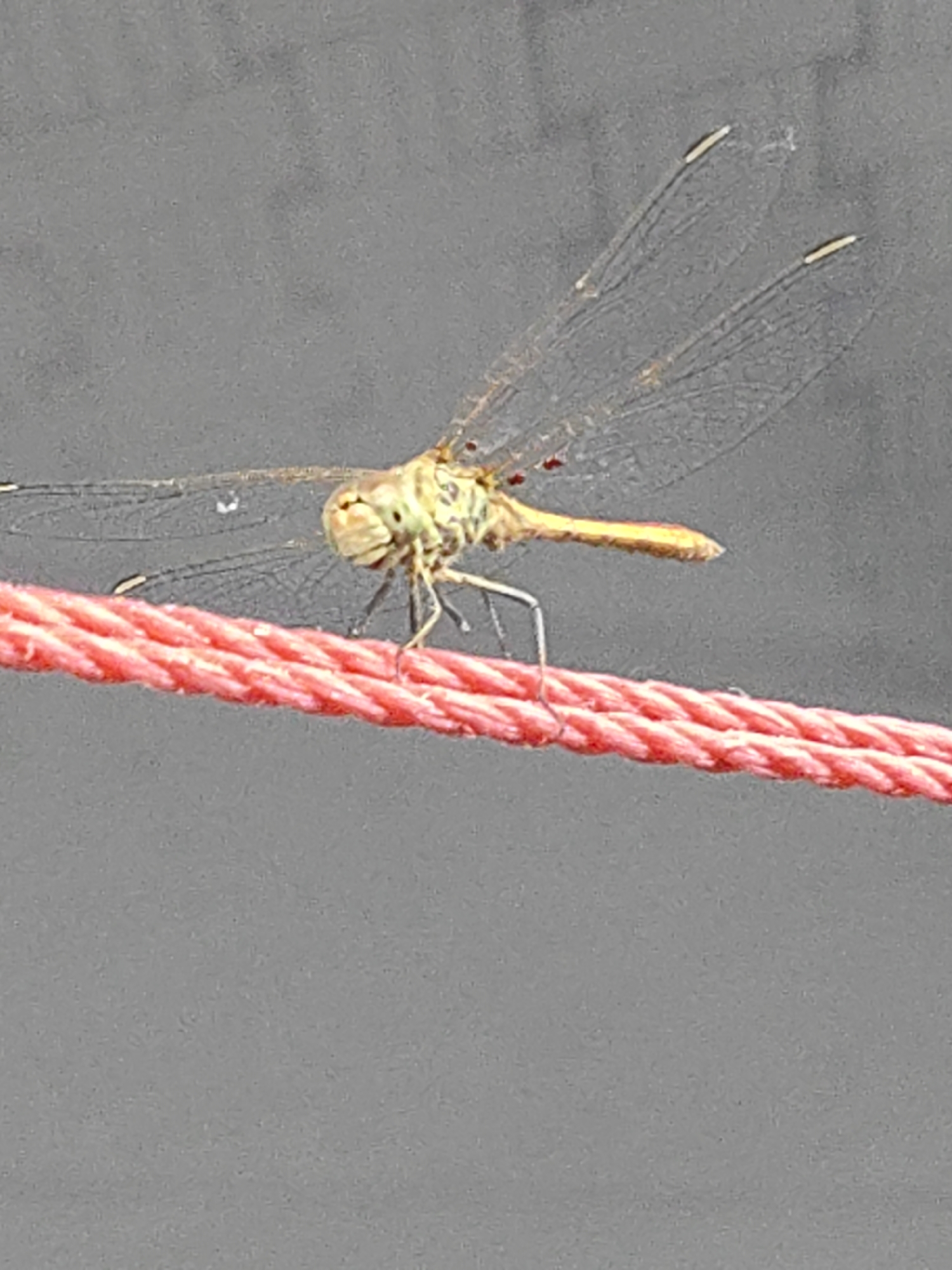 The image shows a close-up of a dragonfly perched on a braided pink rope. The dragonfly has translucent wings with visible veins and a yellowish-green body with some reddish markings. Its head is turned towards the viewer, displaying its large, compound eyes. The rope appears to be textured and is horizontally positioned across the frame. The background is a soft, blurred gray, suggesting an outdoor setting with diffused light. No people are visible, and no specific text is present in the image. The focus is entirely on the dragonfly and the rope, creating an intimate portrait of the insect in its immediate surroundings. The overall impression is one of stillness and natural detail.
