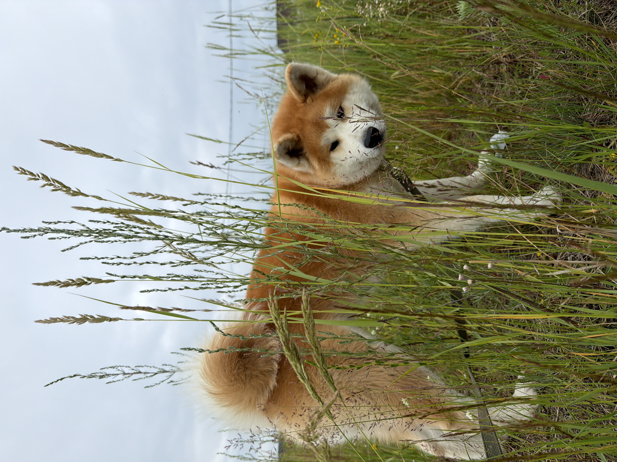 A medium shot captures an Akita dog lying in tall grass. The dog has thick, reddish-brown and white fur, with pointed ears and a fluffy tail. Its head is tilted, and it looks directly at the camera with a curious expression. The dog is partially obscured by the surrounding vegetation, which consists of various types of grass and some small white wildflowers. The background is a hazy sky, suggesting an overcast day. The orientation of the image is portrait, with the dog appearing in the lower half of the frame. The scene evokes a sense of natural tranquility, with the dog appearing relaxed and comfortable in its environment. No text is visible in the image. The implied location is Chaikovsky, Russia.