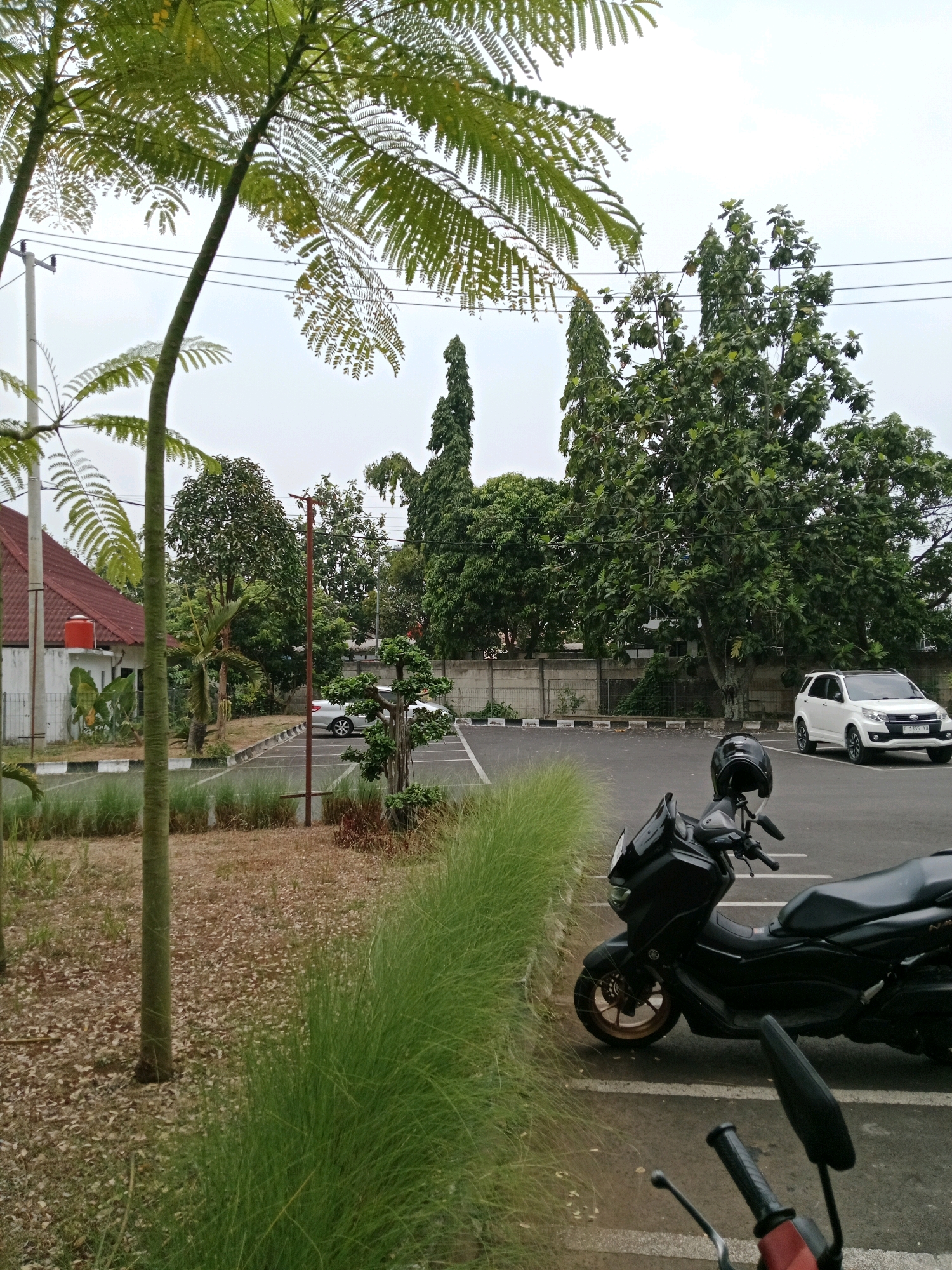 This is a medium shot, eye-level, vertical, outdoor, daytime photograph taken in the city of Karangtengah, Indonesia. The scene depicts a parking lot area with a white SUV and a black scooter in the foreground, partially obscured by tall, green grasses and the trunks of palm trees. In the background, there is a building with a red roof, more trees, and a concrete wall. The sky is overcast and light. The parking lot has white lines demarcating parking spaces. A motorcycle helmet is resting on the handlebars of the black scooter. The ground is covered in gravel and fallen leaves.