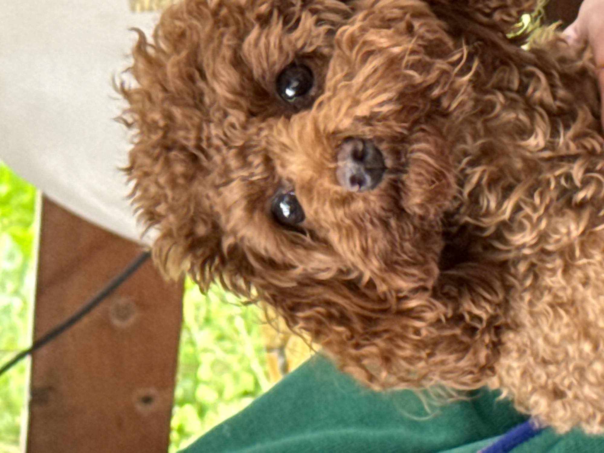 The image is a close-up of a brown poodle. The dog is looking directly at the camera with its mouth slightly open and its tongue not visible. The dog has black eyes and a black nose. The dog's fur is curly and appears to be groomed. The dog is wearing a blue collar with a blue leash attached. The background of the image is blurred and appears to be an outdoor setting with greenery. The dog is held by an unseen person, with part of a green garment visible in the lower left corner of the image. There is no discernible information to suggest this image is located in Bersenevka, Russia.