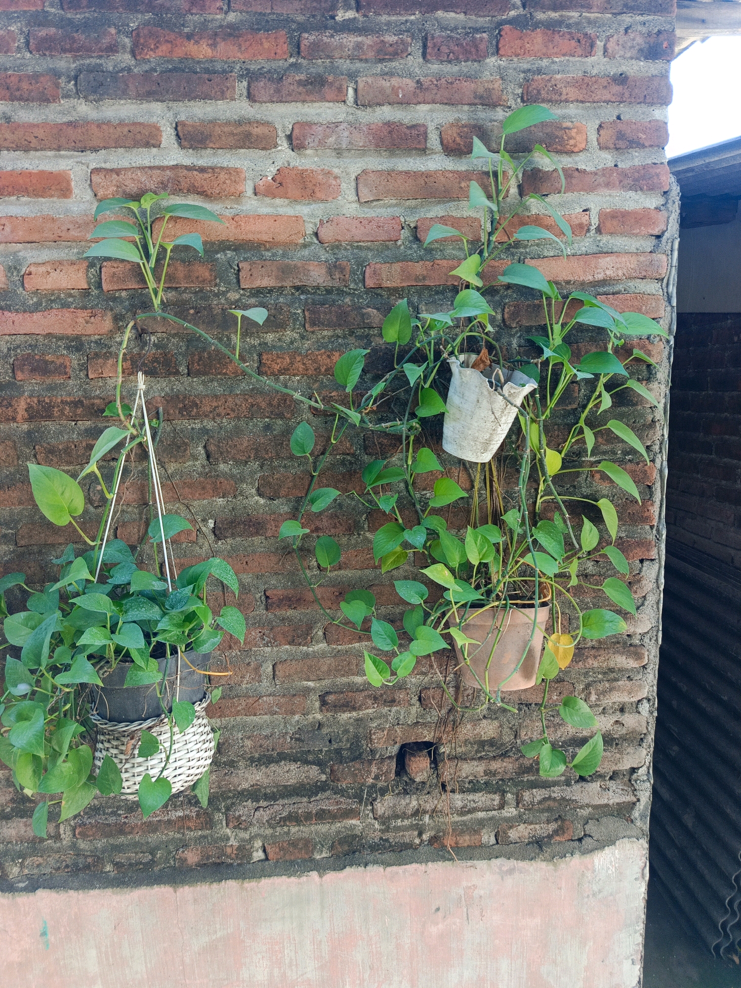 In the city of Sedati Agung, Indonesia, two potted plants are hanging on a brick wall. The plant on the left is in a dark pot, which is then placed in a woven basket. This pot is hanging from white strings. The plant on the right is in a terracotta pot and is also hanging. There is another white pot above the terracotta pot, also containing a plant. The brick wall is weathered, with varying shades of red and gray. To the right of the wall, a section of corrugated metal roofing is visible. The lower portion of the image shows a pink-colored wall.