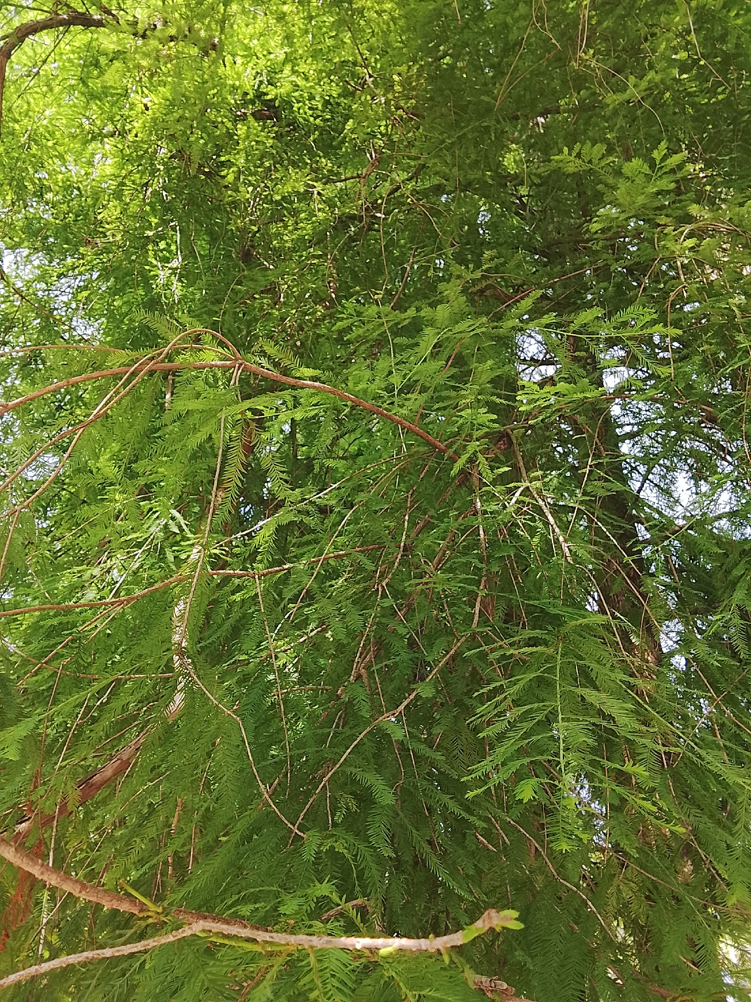 This is a close-up, downward-looking shot of the foliage and branches of a tree, likely a cypress or cedar variety due to the feathery, needle-like leaves. The leaves are a vibrant, bright green and densely packed, obscuring much of the background. The branches are thin, brown, and appear to be growing in a cascading manner. Sunlight filters through the canopy, creating highlights and shadows within the leaves. The image is taken outdoors, with glimpses of a bright sky visible in some areas through the gaps in the foliage. There are no people or man-made objects visible in the frame. The location is specified as Oryol-Izumrud, Russia.