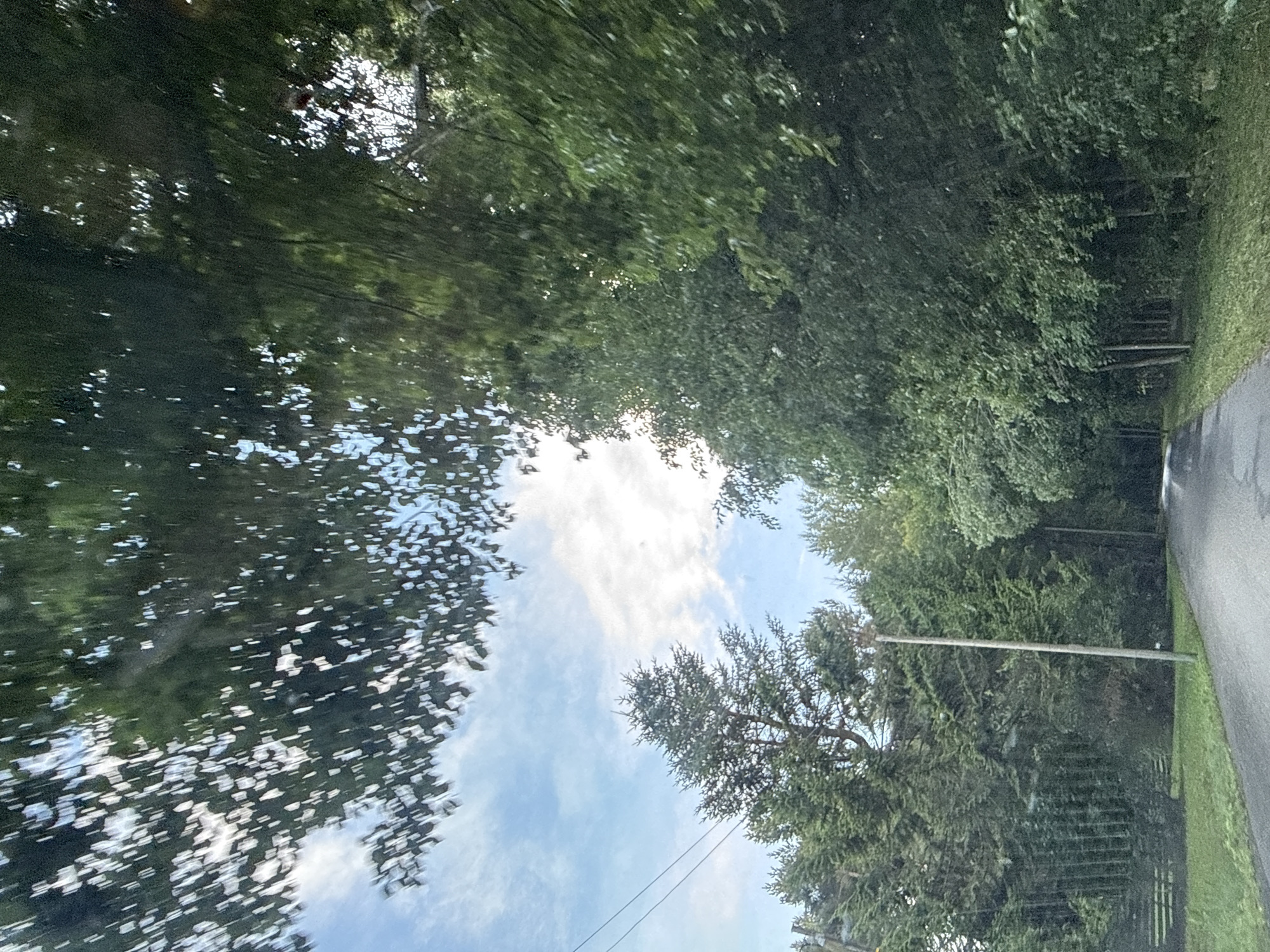 The image shows a view from a vehicle traveling on a paved road lined with lush green trees on either side. The road curves to the right in the distance. Overhead, the branches of trees create a canopy, with sunlight filtering through the leaves, creating a dappled effect against a blue sky with scattered white clouds. There are power lines visible in the upper left portion of the image. In the foreground, the left side of the road is bordered by a grassy verge. The scene depicts a rural or suburban road surrounded by abundant vegetation, suggesting a natural environment.
