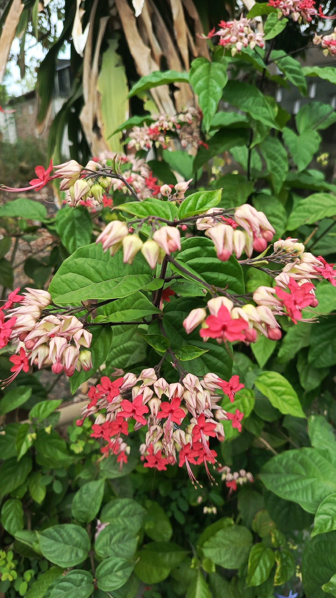 A close-up, vertical shot shows a cluster of bright red and pale pink flowers, with some closed buds. The flowers are delicately shaped, with some having long, wispy stamens. They are surrounded by lush, vibrant green foliage. The background is softly blurred, suggesting an outdoor setting, possibly a garden or park. The image does not contain any people, objects, or specific actions to describe. The location in Ronowijayan, Indonesia, is noted but not visually represented in the provided image.