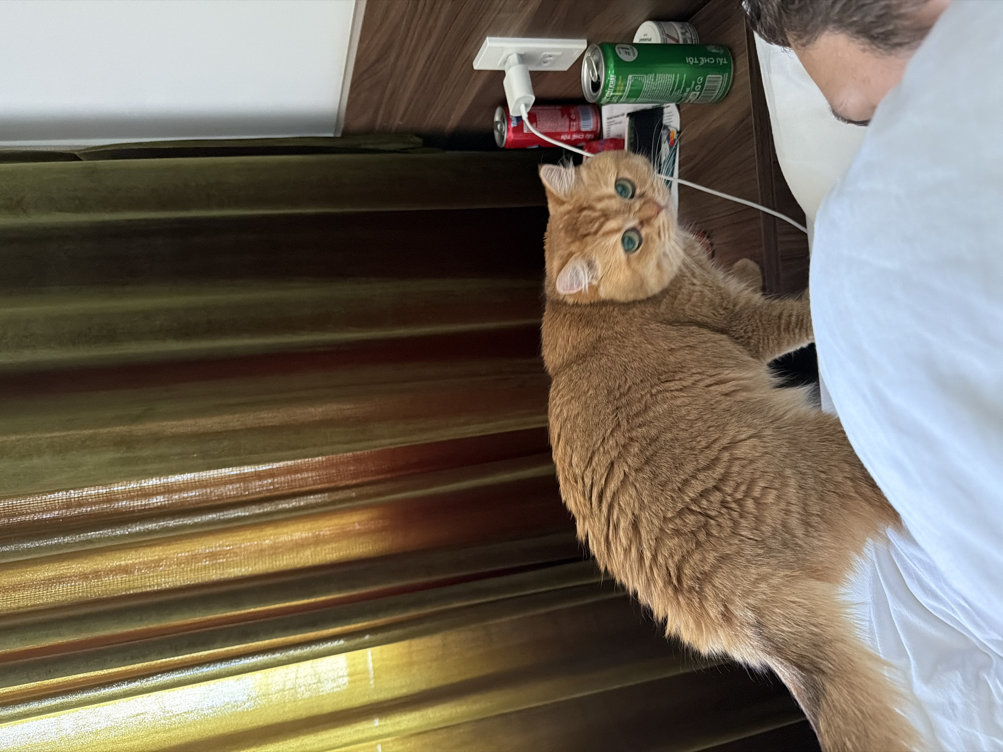 In a hotel room in Đà Nẵng, Vietnam, an orange cat with bright green eyes stands on a nightstand next to a bed. The cat is facing the camera, looking slightly to its right. On the nightstand, there are two cans of soda, one red and one green, and a white wall charger plugged into an outlet. A white cable runs from the charger towards the cat. The background consists of a thick, olive-green velvet curtain, partially illuminated by natural light. In the foreground, a person's head and shoulder are visible, resting on a white pillow and covered by a white duvet. The scene is lit by a combination of natural light filtering through the curtain and artificial light from the charger.