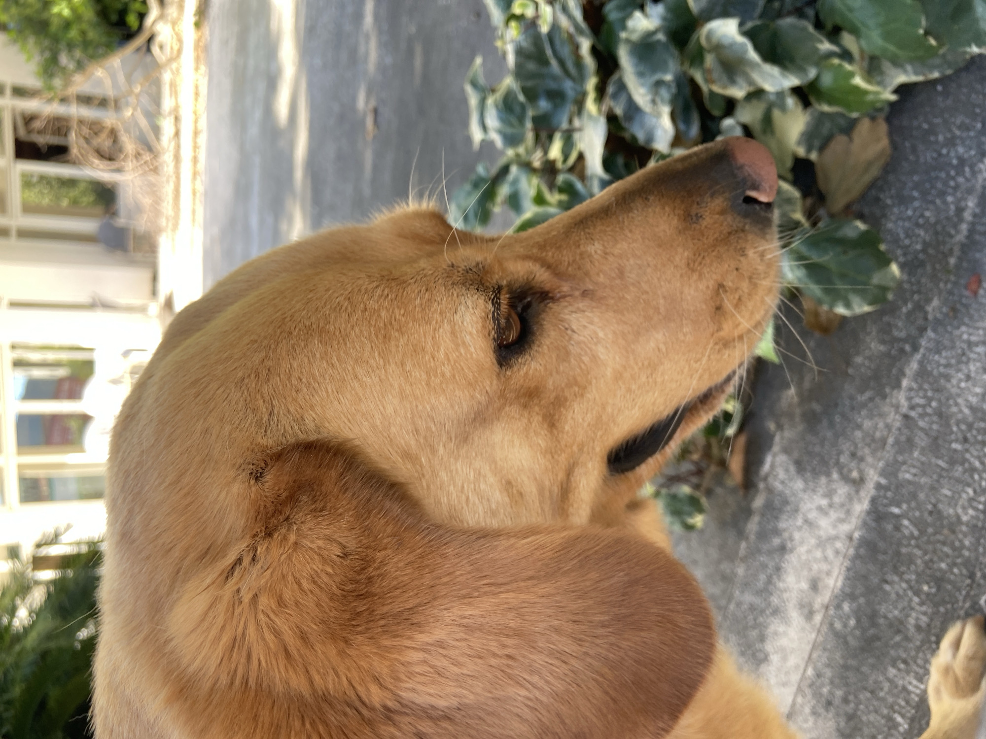 A reddish-gold to light brown furred dog, possibly a Golden Retriever or similar breed, is depicted in profile, facing right with its head lowered and snout pointed towards the ground. Its left eye, partially visible, appears dark brown. The dog's pinkish-brown nose and several white whiskers are visible at the tip of its snout. A floppy, rounded ear, covered in dense fur, is prominent on the left side of the frame. The dog is situated on a light grey, textured concrete surface. To the right and below the dog's head, a cluster of green, variegated leafy plants, resembling ivy, grows near the ground. The background is out of focus, revealing a light-colored building with windows and glass doors, suggesting an outdoor setting like a garden or patio, under bright daylight. The scene is located in the city of Budva, Montenegro.
