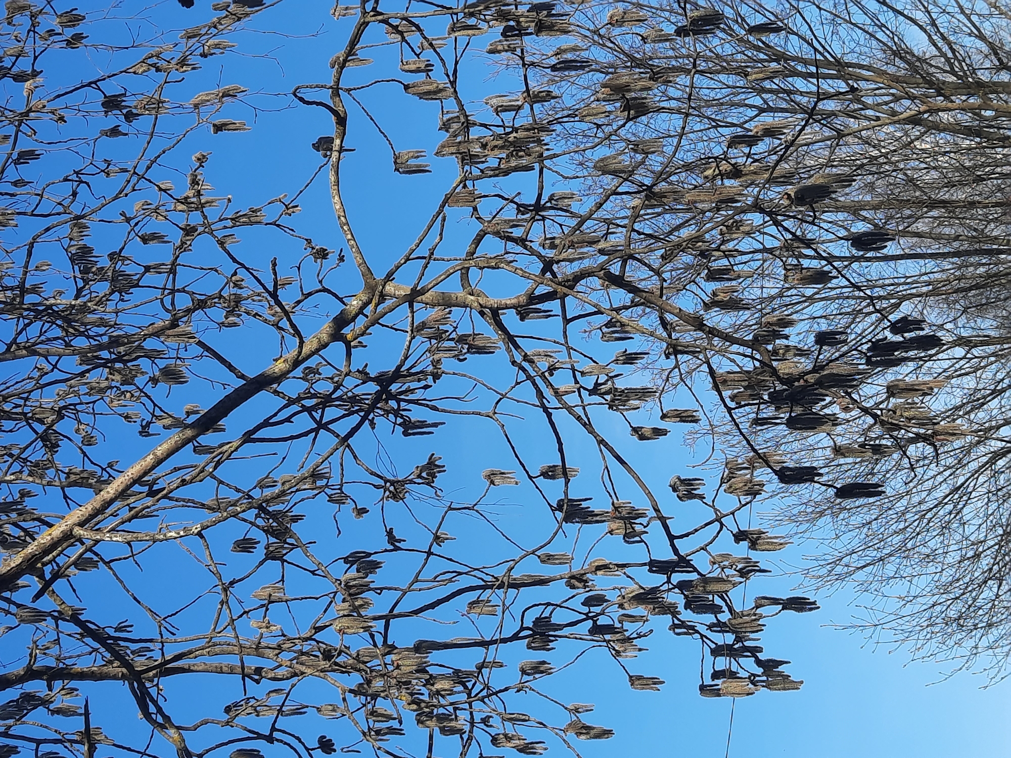 The image presents an upward view into the bare branches of deciduous trees against a brilliant, clear blue sky, likely captured in Krasnogorskoye, Russia. The foreground is dominated by a tree with an intricate network of dark, textured branches, which are densely laden with numerous elongated, flat, and dark brown or grayish seed pods or dried fruits. These pods hang individually from many of the smaller twigs, creating a striking pattern against the azure background.
In the upper right and background, a second tree or section of the canopy features an even finer and denser network of bare branches, devoid of visible pods, suggesting a different tree species or a more distant part of the primary tree. The natural lighting indicates it is daytime with fair weather conditions. The absence of leaves and the presence of persistent seed pods suggest the photograph was taken in late autumn or winter. There are no people, animals, or discernible activities taking place, nor is there any visible text. The scene emphasizes the structural beauty of dormant trees and the contrasting colors of natural elements against a clear sky.