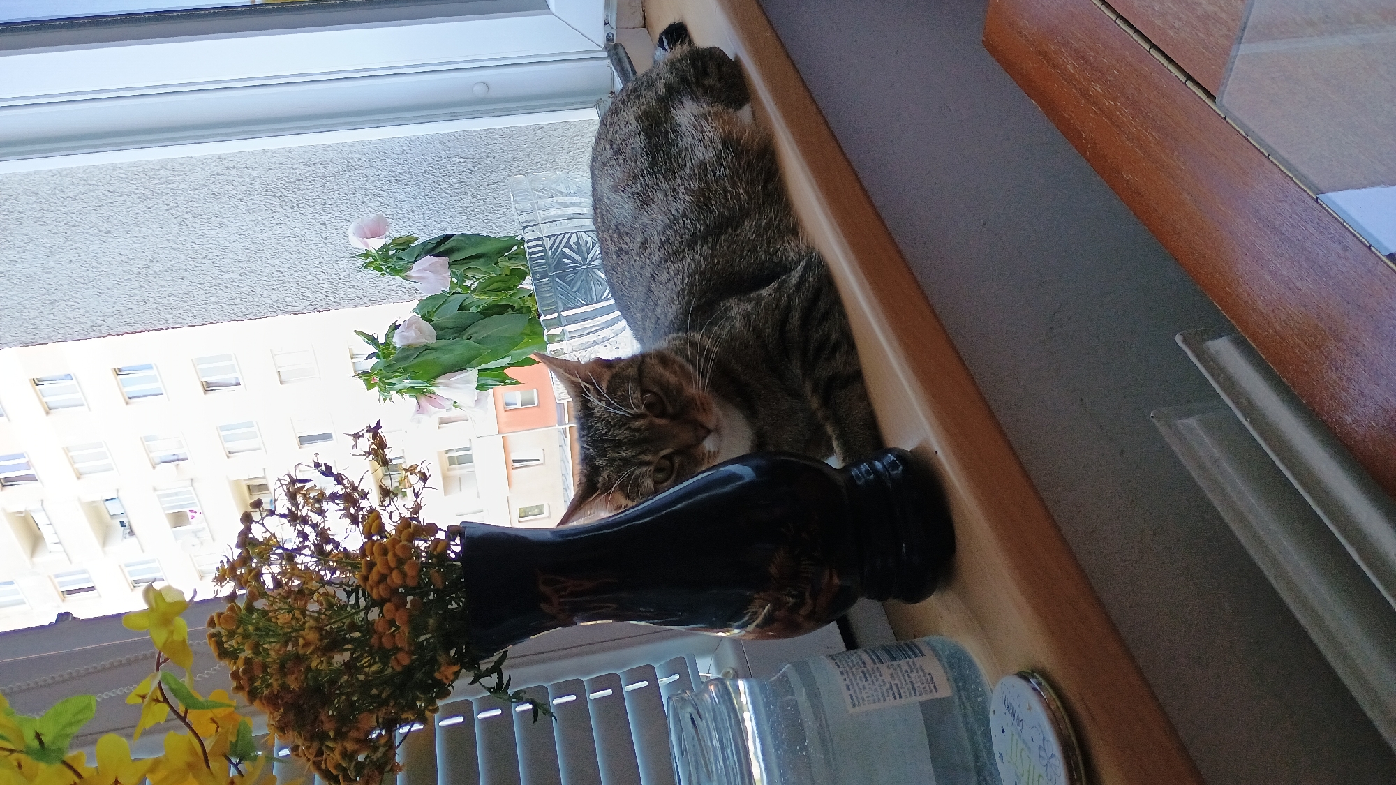 A tabby cat is lying on a wooden windowsill in a room, with a vase of dried flowers to its left. The cat is looking directly at the camera with its front paws tucked under its chest. Behind the cat, a tall, pale apartment building with numerous windows is visible. The windowsill is wide and made of light-colored wood. A glass jar with a lid is placed on the windowsill to the left of the vase. In front of the windowsill, a wooden table with a reflective surface is visible. The lighting in the image suggests it is daytime, with natural light coming from the window. The overall scene is domestic and quiet.