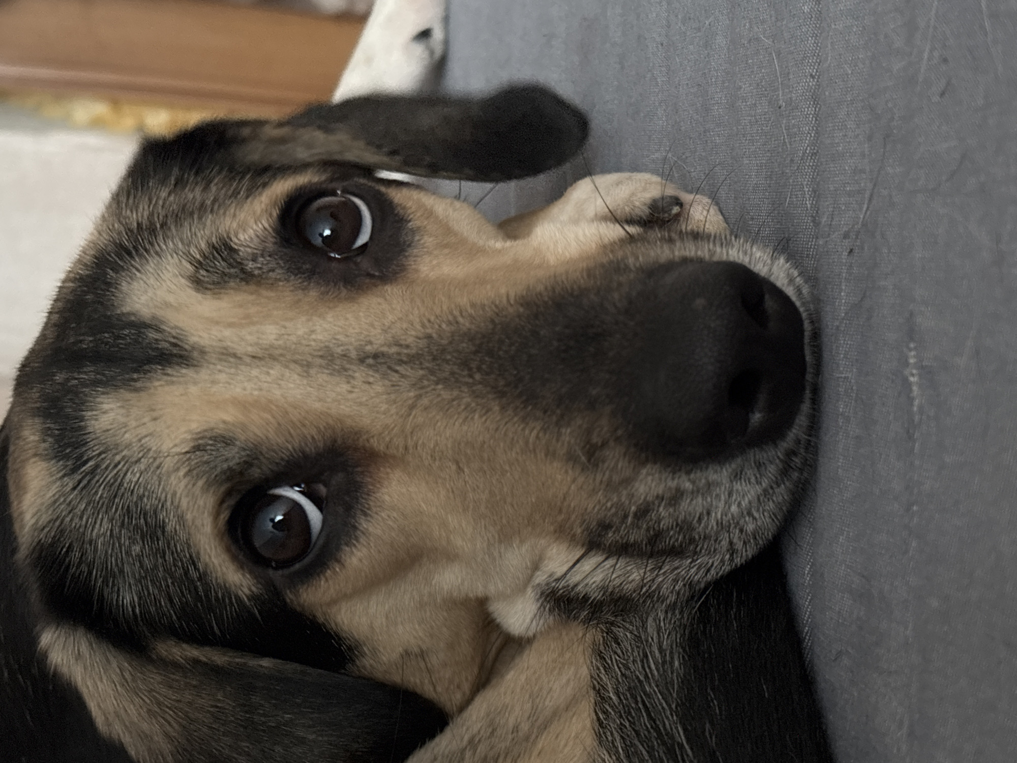 A close-up, eye-level, indoor shot captures a dog with tan and black fur resting its head on its paws, which are positioned on a gray surface. The dog's large, expressive brown eyes are the focal point, reflecting light and conveying a sad or pleading expression. Its ears are dark black and hang loosely, framing its face. The background is blurred, with hints of a light-colored wall and furniture suggesting a domestic setting. The lighting is soft and diffused, creating a gentle ambiance. There are no people present in the image. The location is not specified as Saint Petersburg, Russia.