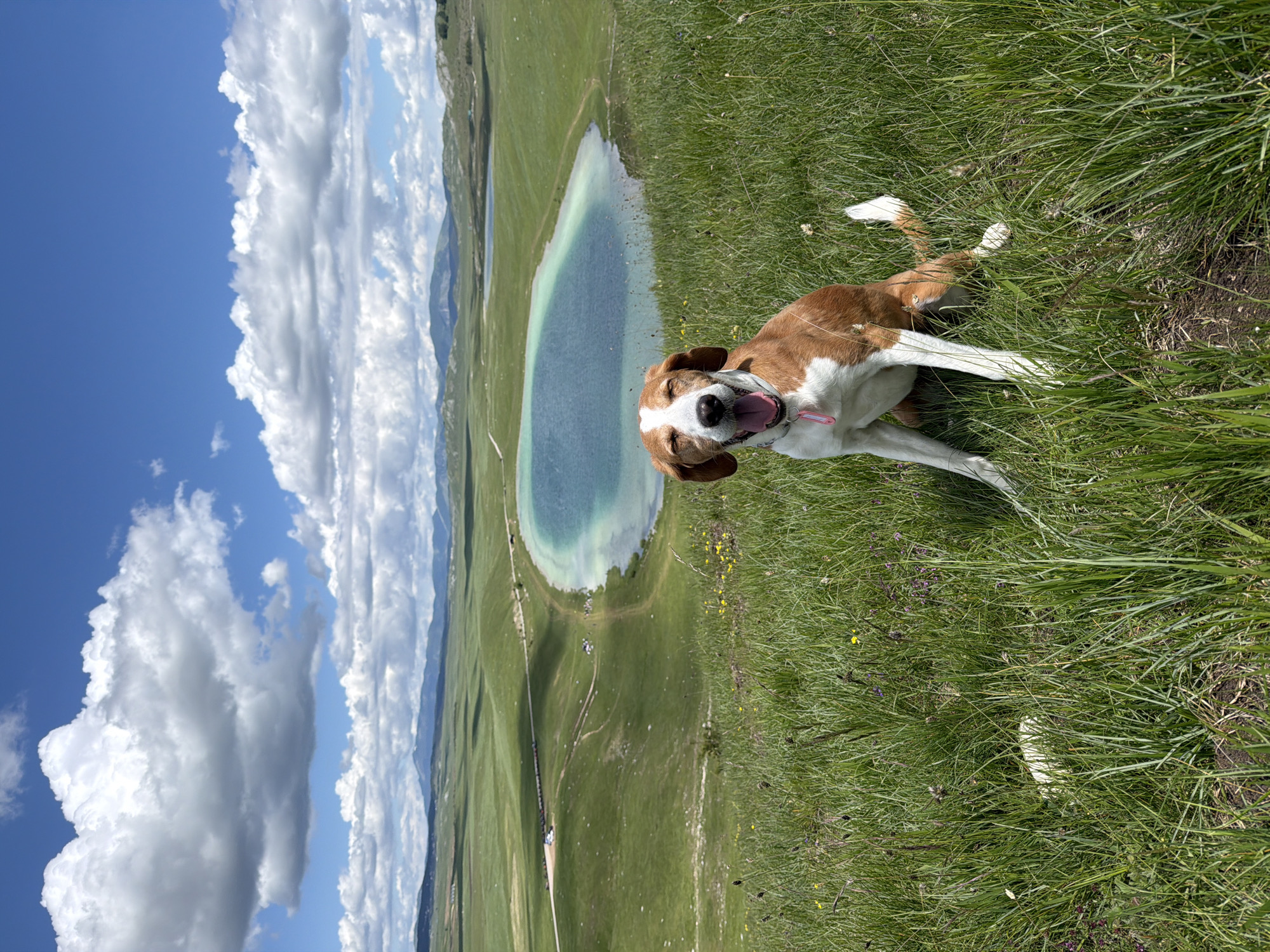 This image depicts an outdoor landscape in Novakovići, Montenegro, under a partly cloudy sky. In the foreground, tall green grass interspersed with small yellow and purple wildflowers covers a gentle slope. A medium-sized, short-haired dog, predominantly brown with white markings on its face, chest, and legs, is seated centrally on the grass. The dog wears a pink collar, its eyes are squinted or closed, and its mouth is open with the tongue extended. A white object is partially visible in the grass to the left of the dog. In the midground, a distinctively blue-green lake with irregular shorelines is situated in a valley, flanked by rolling green hills. A dirt or gravel road curves along the lake's edge, with several parked vehicles visible on the road. The background features a range of distant mountains beneath a bright blue sky filled with large, white cumulus clouds. The scene is illuminated by direct sunlight.