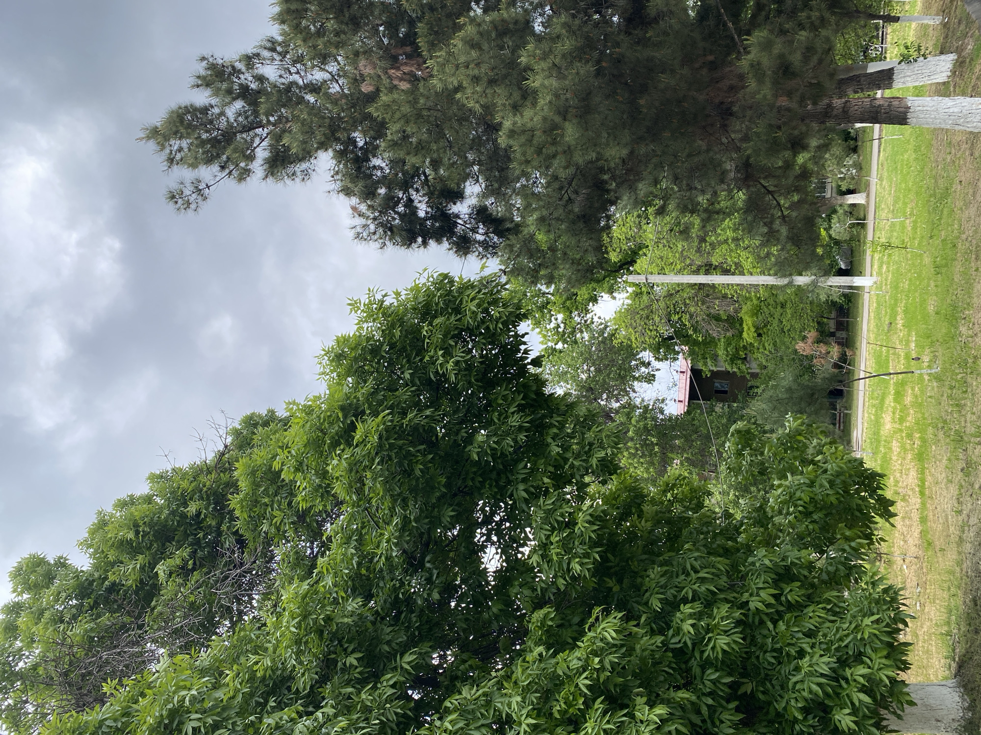 The image, taken in Urtaaul, Uzbekistan, presents an outdoor scene dominated by diverse trees under a cloudy sky. The photograph is oriented vertically, looking upwards and across a green landscape.
The sky is overcast, filled with thick, grey clouds, suggesting a cloudy day. Several large trees are prominent, including a coniferous tree, likely a pine, with its long needles and cones visible extending from the upper right. Below this, a dense canopy of bright green deciduous trees fills a significant portion of the frame, showcasing various shades of green foliage. Some bare, dead branches are discernible amidst the vibrant leaves.
In the middle and lower sections of the image, a grassy area is visible, alongside what appears to be a dirt path or road. Several tree trunks are present, with a notable detail being that their lower sections are painted white, a common practice in some regions. A utility pole, possibly carrying wires, runs vertically through the scene, partially obscured by the tree foliage. In the distance, a building with a reddish roof can be faintly seen peeking through the trees. No people or specific activities are depicted, and no text is visible.