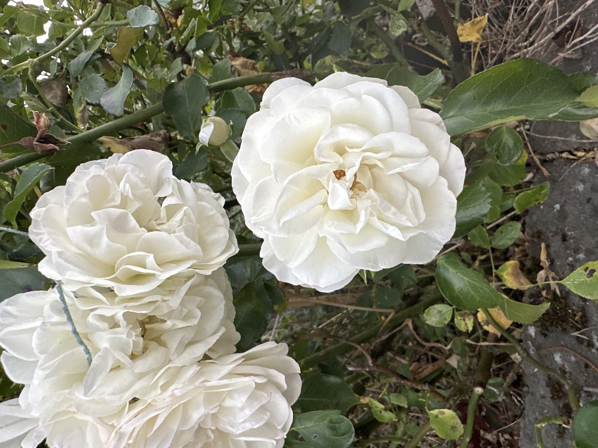 A close-up shot captures several white roses in bloom, with a few buds also visible. The roses are dense and layered, with soft, ruffled petals. A thin, light blue string is visible, draped across some of the roses. The background consists of green foliage, with some dried leaves and stems. The foreground shows a textured, gray surface, possibly a stone wall or paving, with some dry grass and twigs. The lighting suggests an outdoor setting, possibly a garden. The image does not contain any people or specific landmarks that would indicate a location in Krefeld, Germany.