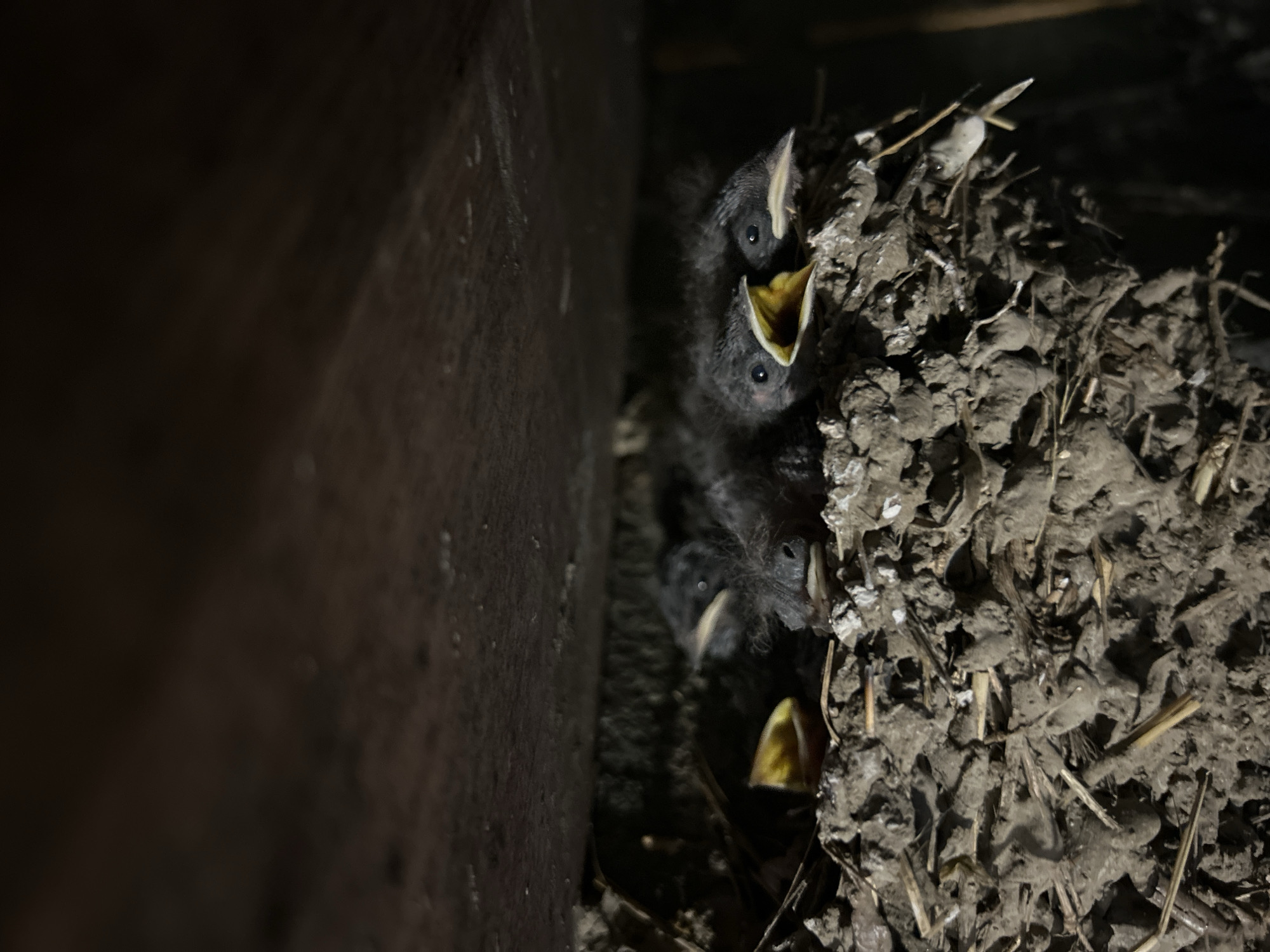 The image captures several bird hatchlings in a mud and straw nest, situated in a dark, sheltered environment. The nest, constructed from earthy material mixed with twigs and straw, is attached to a dark, possibly wooden or concrete wall or beam on the left side of the frame.
The main subjects are the small, dark-feathered hatchlings with large dark eyes and prominent pale beaks. Multiple chicks are visible, with at least two clearly showing their mouths wide open, revealing bright yellow-orange interiors. This posture is characteristic of young birds begging for food from their parents. The lighting is direct and localized, strongly illuminating the nest and the birds, suggesting the use of an artificial light source in an otherwise dim or dark setting, possibly at night or within a shaded structure.
The overall scene depicts a moment of anticipation for feeding, with the vulnerable chicks awaiting sustenance. The setting implies a common nesting spot for species like swallows, often found under eaves or in barns. No text is visible in the image. The location of this scene is Milkovitsa, Bulgaria.