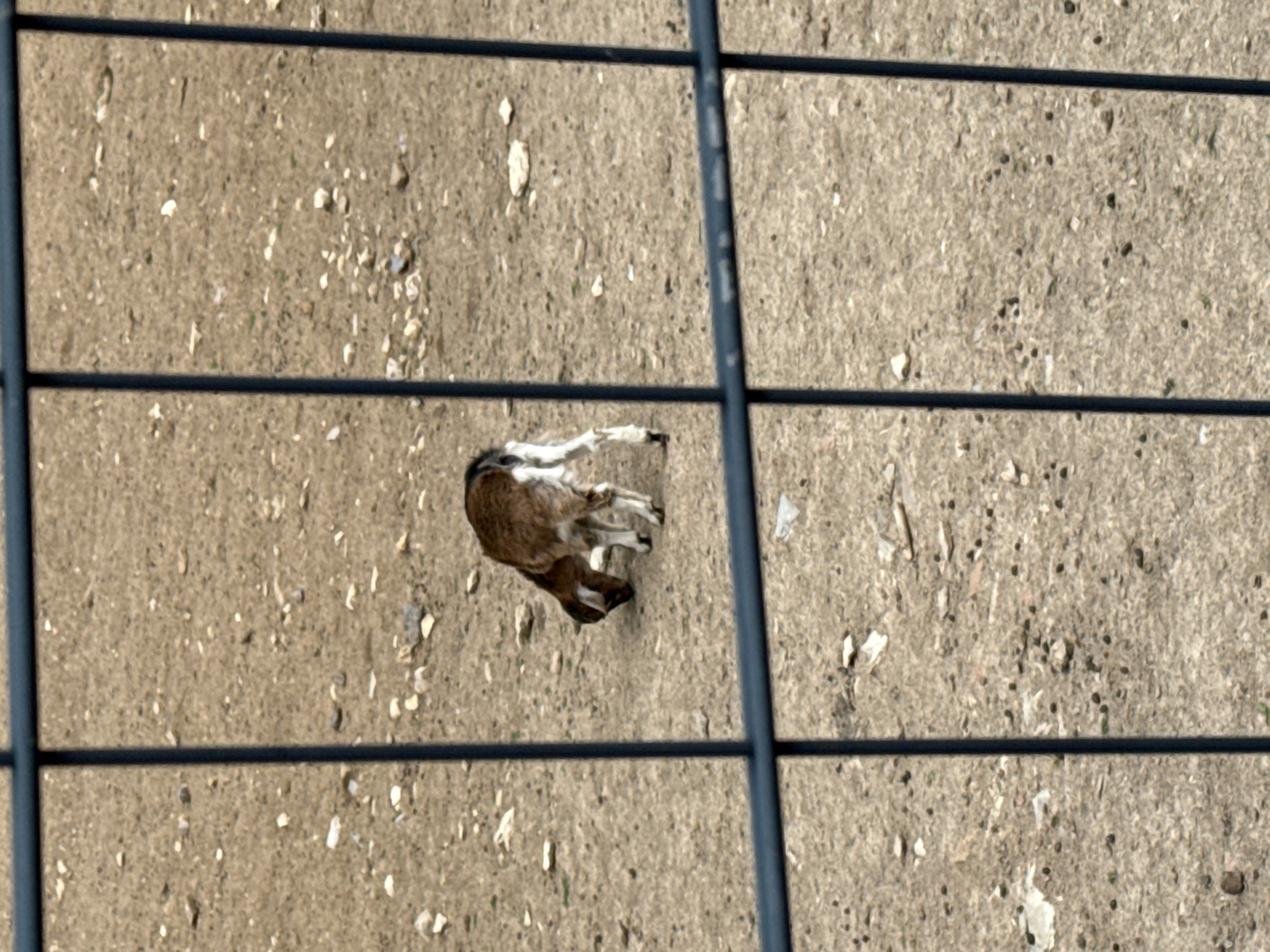 A baby goat lies on a concrete surface, seen through a metal wire fence. The goat has brown fur on its body and white fur on its lower legs. The concrete is speckled with light-colored debris. The scene does not offer sufficient information to determine the exact location in Stara Zagora, Bulgaria.