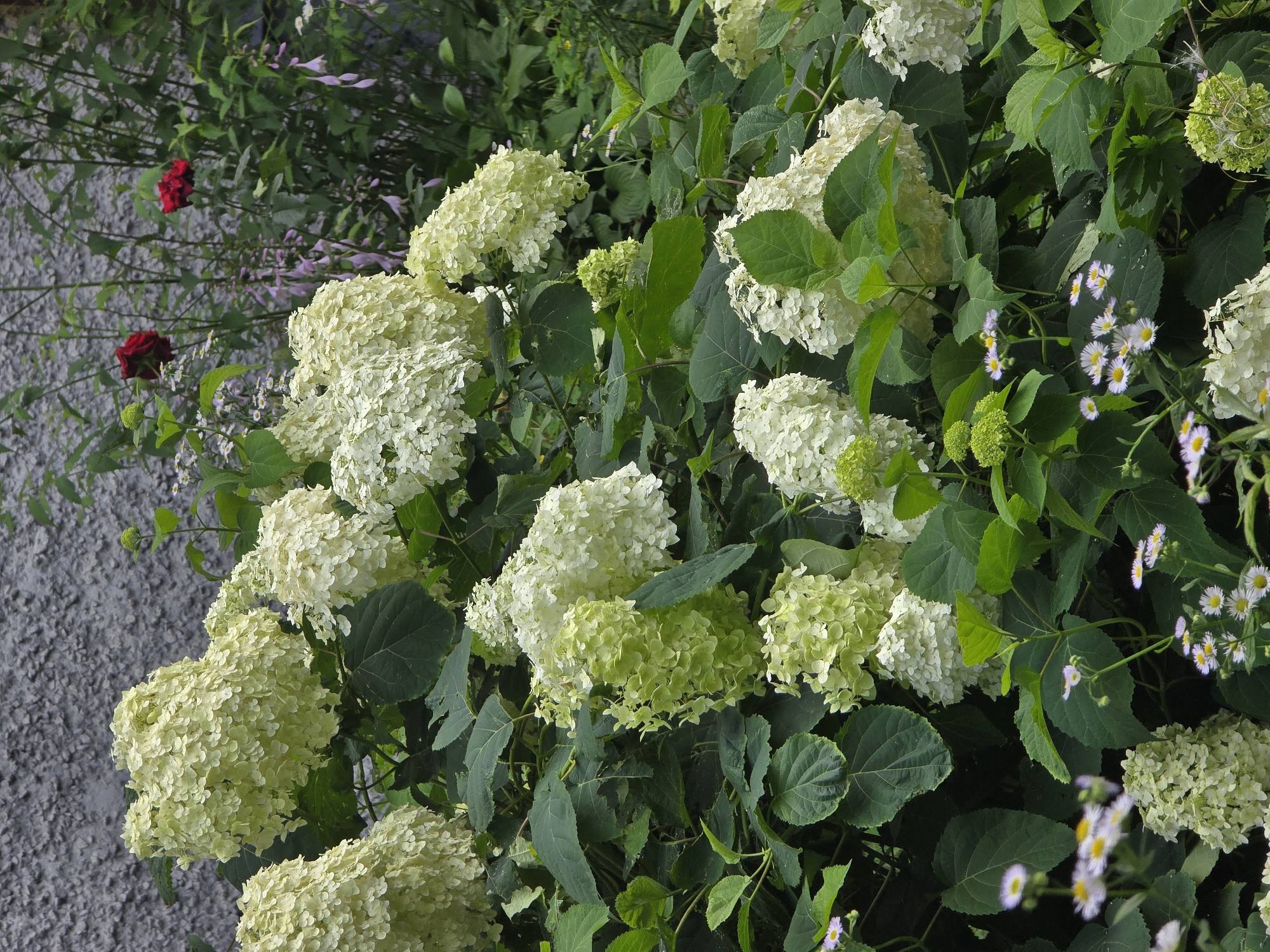 This is a vertical, medium-shot, eye-level photograph of a lush garden in Vyshneve, Ukraine. The foreground and midground are dominated by a large bush of white hydrangea flowers, some of which have a green tint, interspersed with dark green leaves. In the background, there are two red roses and a wall with a textured grey finish. Small white flowers with yellow centers are scattered throughout the lower part of the image. The overall impression is one of a vibrant, natural setting.