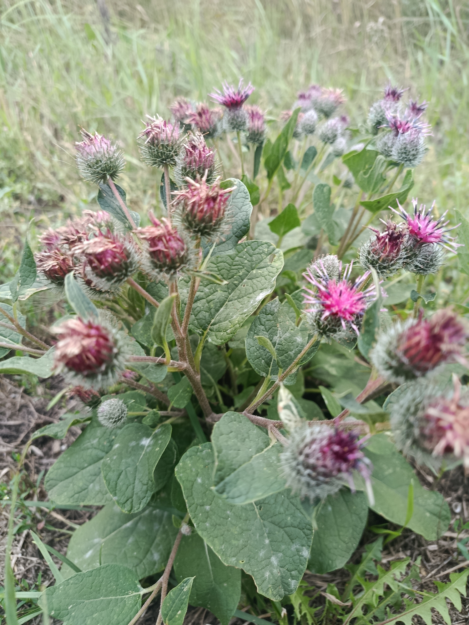 The image displays a close-up, vertical shot of a cluster of wild burdock plants, characterized by their spiky, purple flower heads and large, green, textured leaves. The plants are situated outdoors in a natural, unmanicured setting, with dry grass and soil visible in the foreground and a blurred background of green foliage suggesting a grassy area or field. There are no people or man-made objects present in the scene. The lighting appears to be natural daylight, creating soft shadows and highlighting the textures of the plants. The specific location within Syzran, Russia cannot be determined from the image alone.