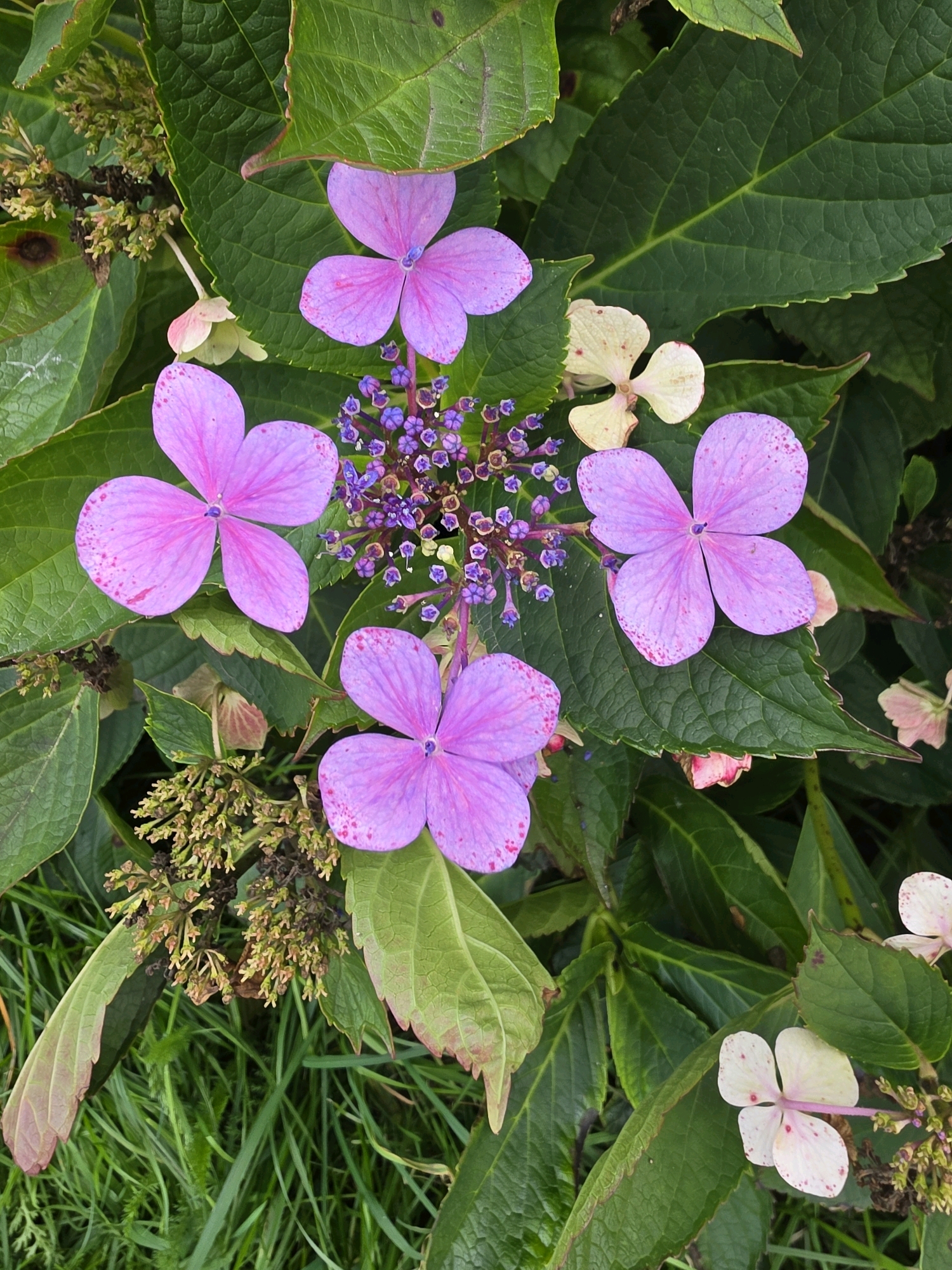 In a garden setting within the city of Newark and Sherwood, United Kingdom, a cluster of hydrangea flowers is prominently displayed. The flowers exhibit various stages of bloom, with several large, vibrant pinkish-purple blossoms with four petals each, some featuring scattered red speckles. Interspersed are smaller clusters of delicate purple florets and a few fading white and pale pink flowers. The surrounding environment is characterized by large, dark green, textured leaves, some showing hints of red or brown along their edges. In the lower portion of the image, lush green grass is visible, interspersed with dried seed heads and some brown, withered foliage, indicating a natural and possibly slightly unkempt garden or wild area. The lighting suggests an overcast day or the shade of larger trees, providing a soft, diffused illumination across the scene. There are no people or animals present.