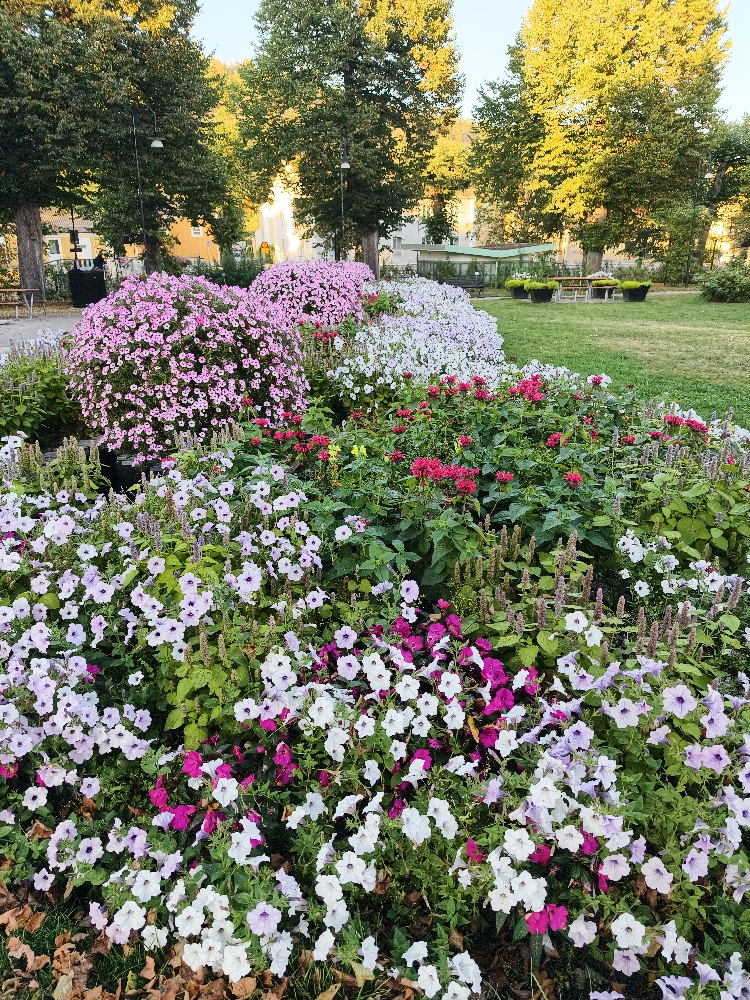 The image depicts a vibrant flower bed in a park-like setting, likely in the city of Söderköping, Sweden, given the context of the provided crops. The foreground is dominated by a dense arrangement of blooming flowers in various colors, primarily pink, white, and light purple. There are also some deep pink and red flowers interspersed. The flowers are predominantly petunias, characterized by their trumpet-like shape and a mix of trailing and upright growth habits. Behind the petunias, taller, spiky purple flowers, possibly Agastache, are visible, adding texture and height to the display. Further back, large mounds of bright pink flowers, likely more petunias, create a dramatic focal point. Beyond the flower beds, a well-maintained green lawn stretches out. In the background, mature trees with lush green foliage line the park, and sunlight filters through their leaves, creating dappled lighting. Several light-colored buildings, characteristic of Swedish architecture, can be seen behind the trees. A few black planters, a park bench, and picnic tables are also present, suggesting a public recreational area. No people are clearly visible in the main focus of the image. The overall scene conveys a sense of natural beauty and tranquility, enhanced by the soft afternoon light.