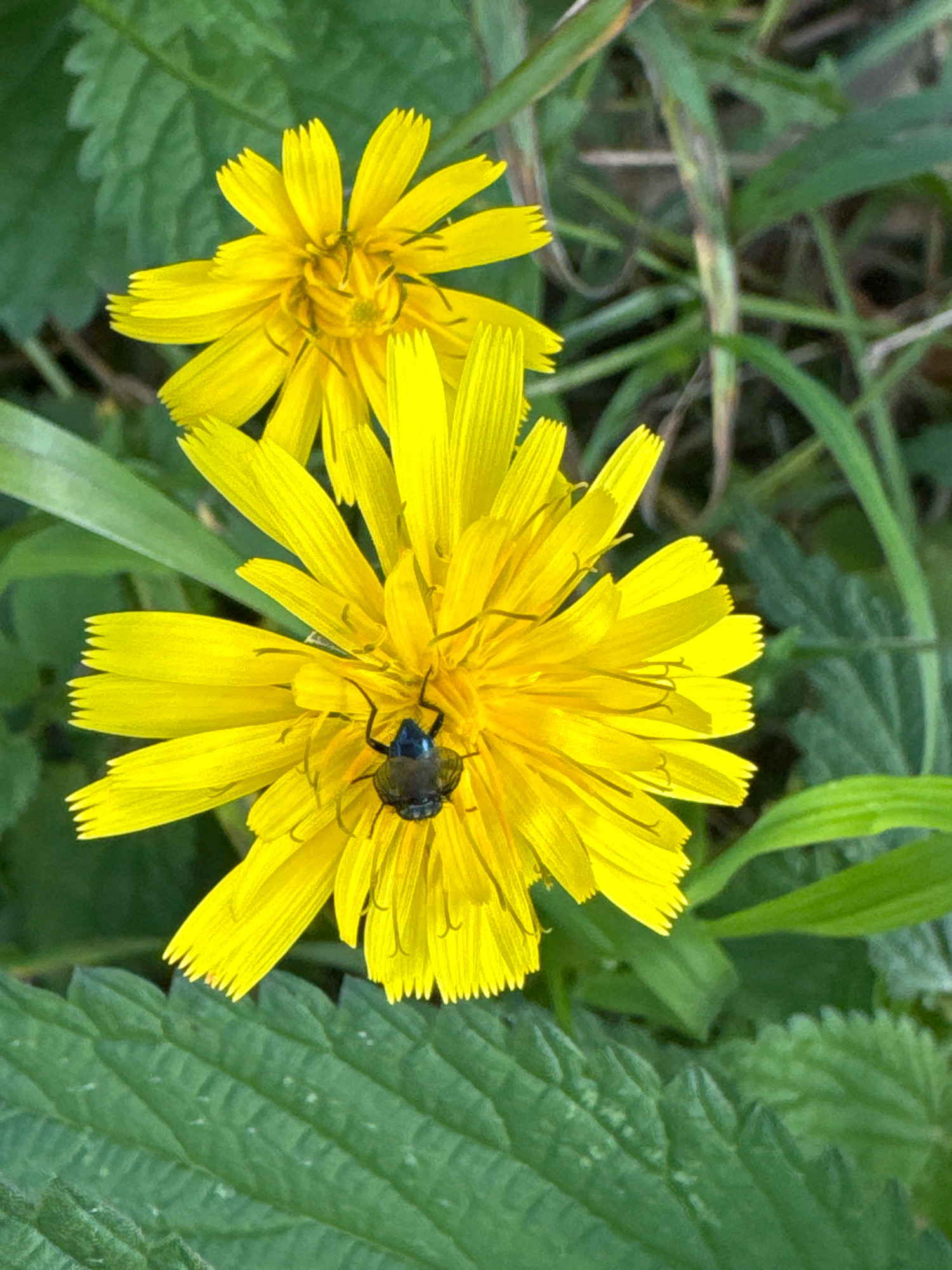 Two yellow flowers are in bloom, with a dark-colored insect on the larger flower. The flowers are surrounded by green foliage and grass. The scene is outdoors, suggesting a natural environment.