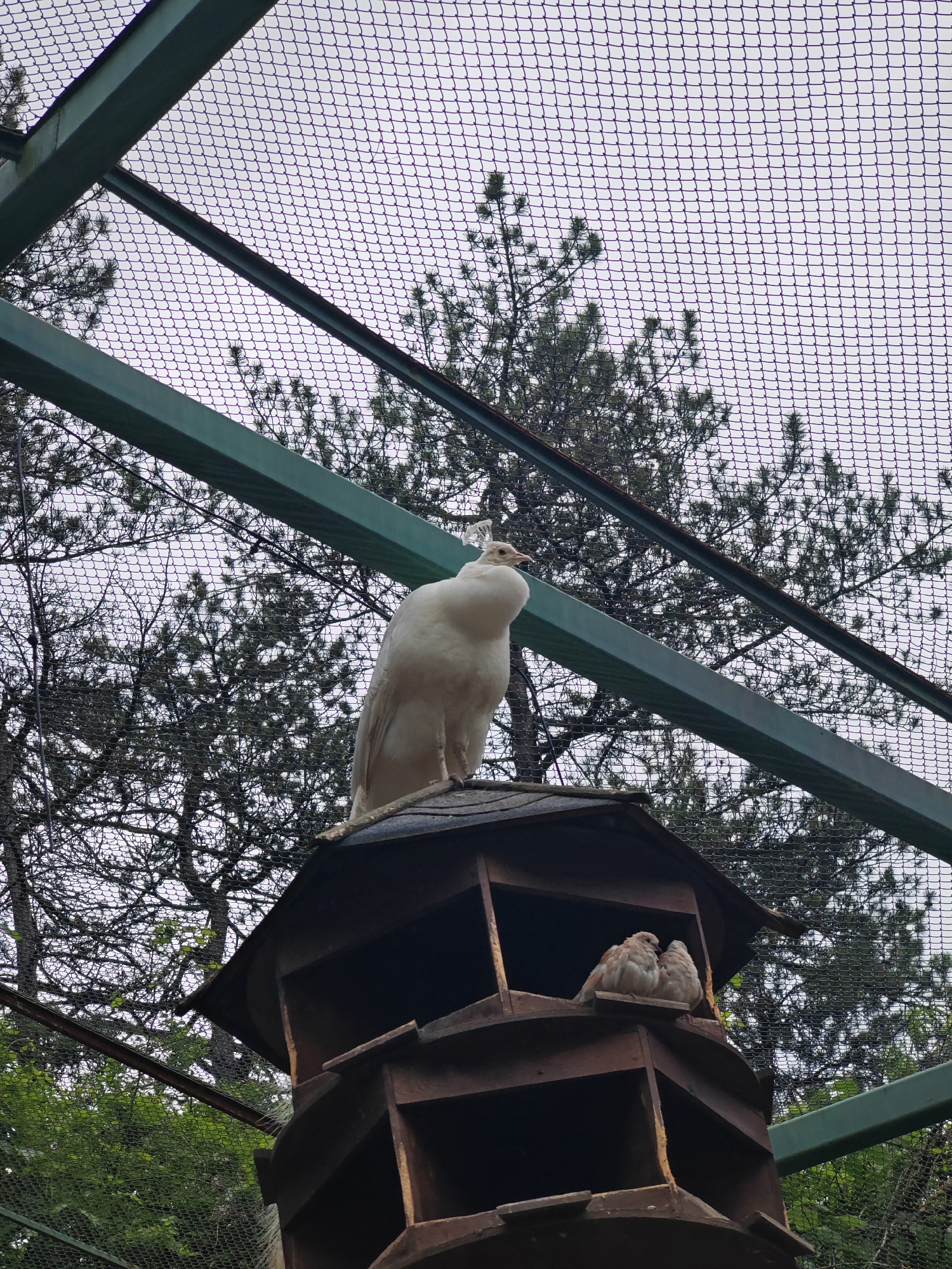 A vertical eye-level shot depicts a scene within an enclosure, likely at the Shumen Zoo in Shumen, Bulgaria. Overhead, a green metal frame supports a mesh netting, indicating the enclosure's boundary. Outside the enclosure, coniferous trees are visible. A wooden birdhouse with multiple tiers sits centrally within the frame. On the roof of the birdhouse stands a large, white bird, potentially a peacock, facing towards the viewer's left. Within one of the birdhouse's levels, two smaller, light brown birds are clustered together. The overall lighting is diffuse and overcast.