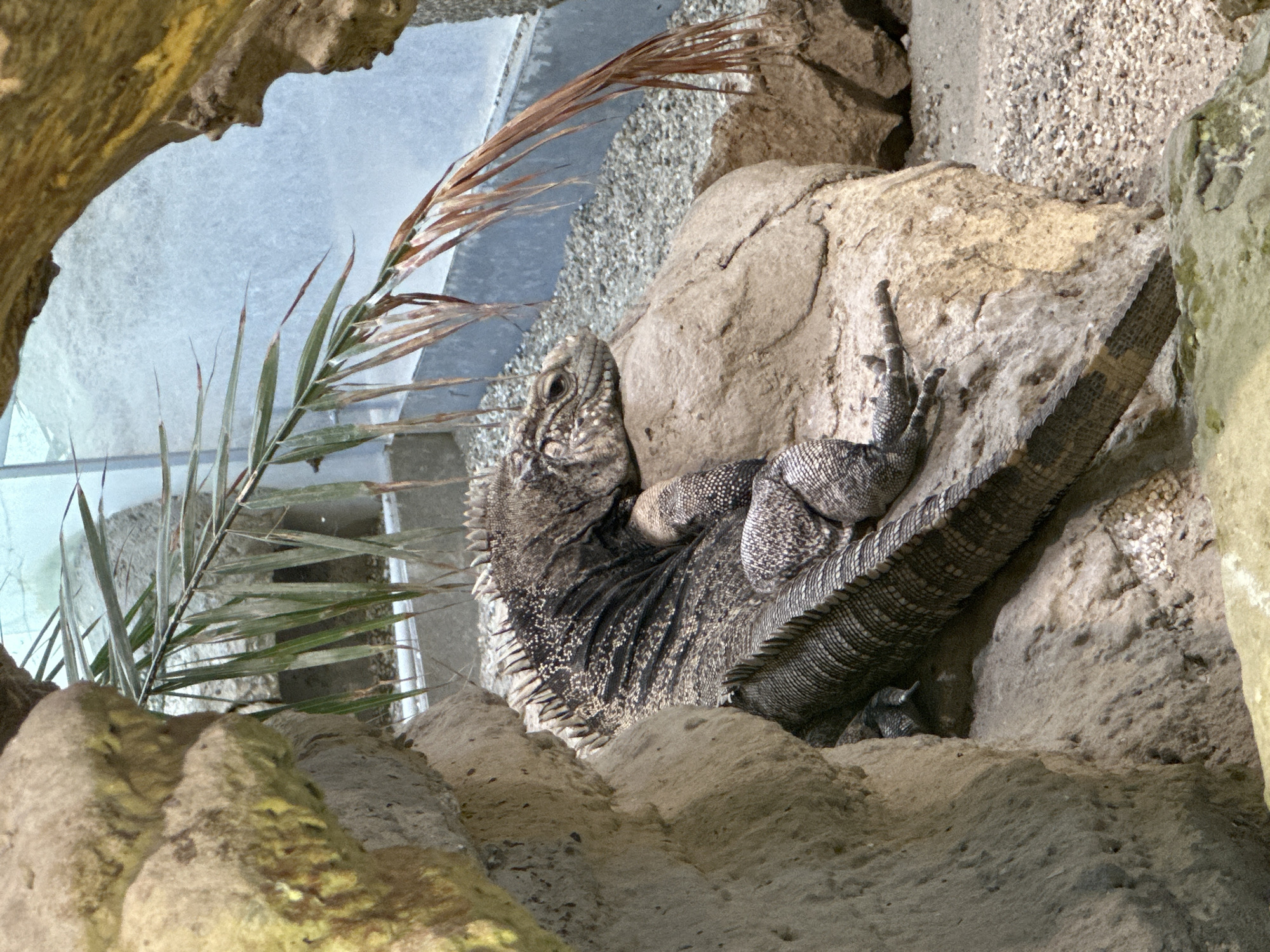 An iguana rests on a large rock in an enclosure with rocky terrain and some vegetation. The iguana is gray with black markings and has prominent scales and a spiky crest along its back. In the background, there is a blurry blue wall and more gravel. The scene appears to be in a zoo or wildlife park. There are no people visible in the image. The city of Zagreb, Croatia, is not identifiable from the visual information provided in the image.