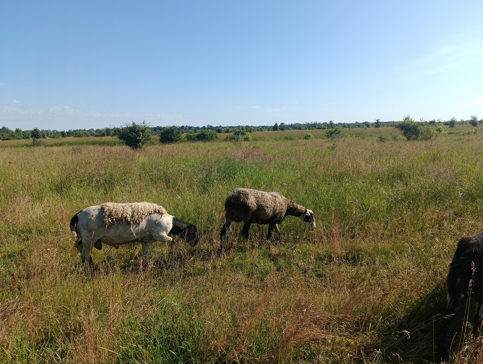 A flock of three sheep graze in a wide, open meadow under a clear blue sky. The sheep are scattered across the tall, green and yellow grass, with two sheep closer to the foreground and one to the right. The sheep in the foreground to the left is black and white with a shaggy fleece. The sheep in the middle foreground is brown with a dark head and legs. A third sheep, mostly black, is partially visible on the right edge of the frame. The background is a line of trees and bushes, creating a distant horizon. The scene is illuminated by bright, natural sunlight, indicating it is daytime.
