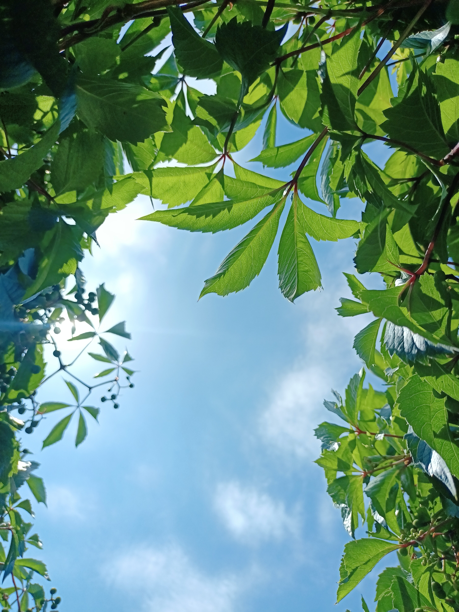 This image depicts a low-angle view looking up through the green leaves of a plant, likely a vine, towards a bright blue sky with scattered white clouds. The leaves are lush and vibrant, some catching the sunlight and appearing almost translucent. The sunlight creates lens flare in the upper left portion of the image. Some small, dark berries are visible on a few of the branches. The scene appears to be outdoors, in a natural or semi-natural setting. The image does not contain any people or specific urban landmarks, making it impossible to determine its location within the city of Almaty, Kazakhstan.