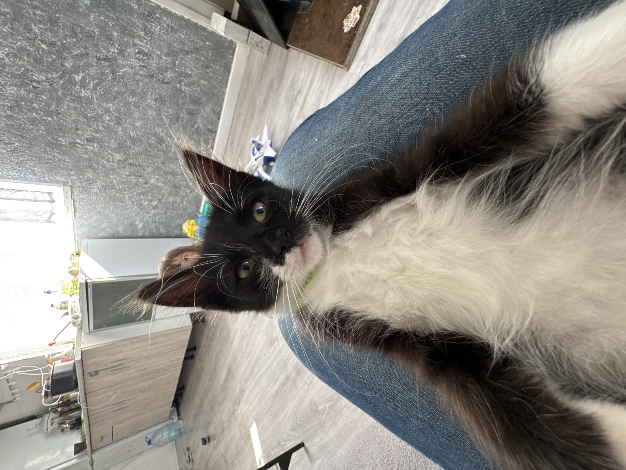 A medium shot captures a black and white kitten with bright green eyes, sitting on a person's lap. The kitten is wearing a light green collar and its fur is predominantly white on its chest and belly, with black markings on its head and back. Its whiskers are long and prominent, fanning out from its face. The background suggests an indoor environment, possibly a kitchen or living area, with kitchen cabinets, a large water bottle, and a grey textured wall visible. The person's legs, clad in blue denim jeans, form the base of the frame, holding the kitten. The lighting indicates daylight, with sunlight streaming in from a window.