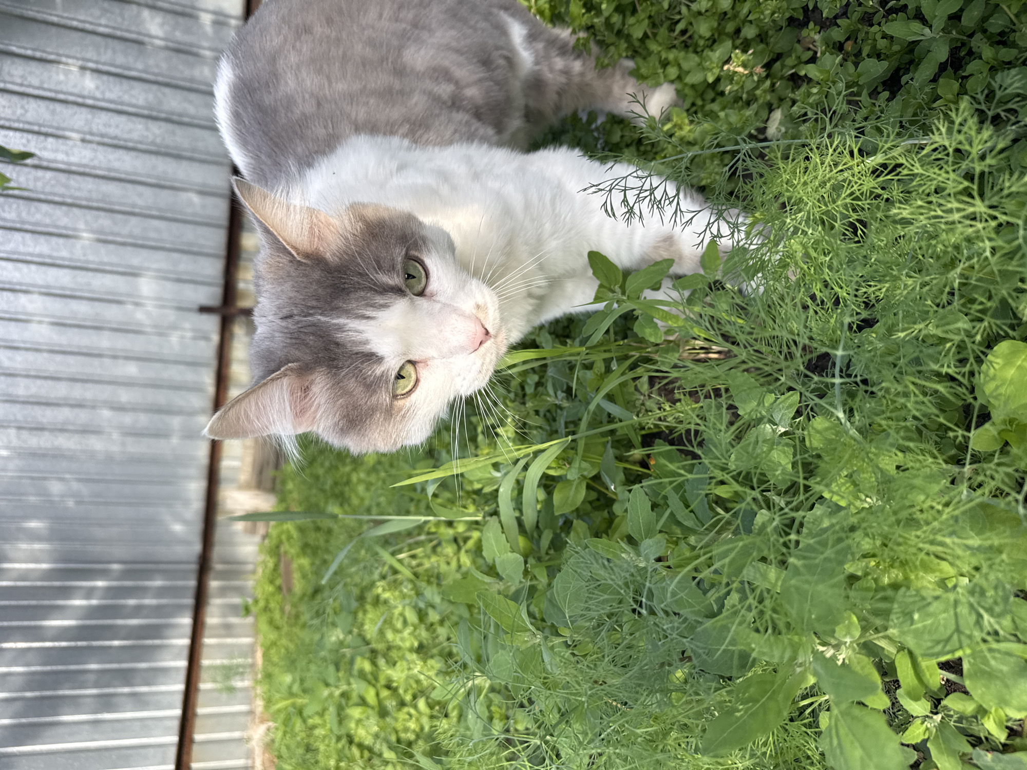 A gray and white cat with green eyes stands amidst lush green vegetation. The cat is facing forward and looking directly at the camera. The background consists of a gray corrugated metal fence. The scene is set outdoors, likely in a yard or garden. The location is Starokhalilovo, Russia.