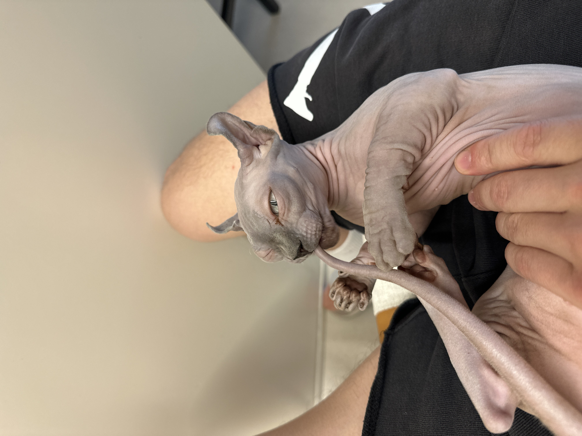 The image, taken in what is described as Tel-Aviv, Israel, features a close-up, eye-level view of a person holding a Sphynx kitten. The setting is indoors, with a plain, light-colored wall or surface serving as the backdrop.
The central subject is a small Sphynx kitten, identifiable by its hairless, wrinkled, light grey-pink skin and large, upright ears. The kitten is actively grooming, with its head turned towards its body, seemingly licking its long, slender tail. Its eye is partially closed in what appears to be a focused or relaxed expression. The kitten's small paws, with their distinct toes, are also visible.
The kitten is held in the lap of a person, whose bare legs and hands are visible. The person is wearing black shorts, which feature a prominent white, abstract graphic design on the left leg. This design is angular and stylized, possibly resembling a letter or a broken shape. The person's hands gently support the kitten, suggesting a calm and tender interaction.
The activity depicted is the kitten's self-grooming while being cradled, highlighting a moment of contentment. The lighting is bright and even, indicative of daytime. There is no legible text in the image, aside from the abstract white graphic on the shorts. The overall scene conveys a sense of quiet companionship between the pet and its owner.