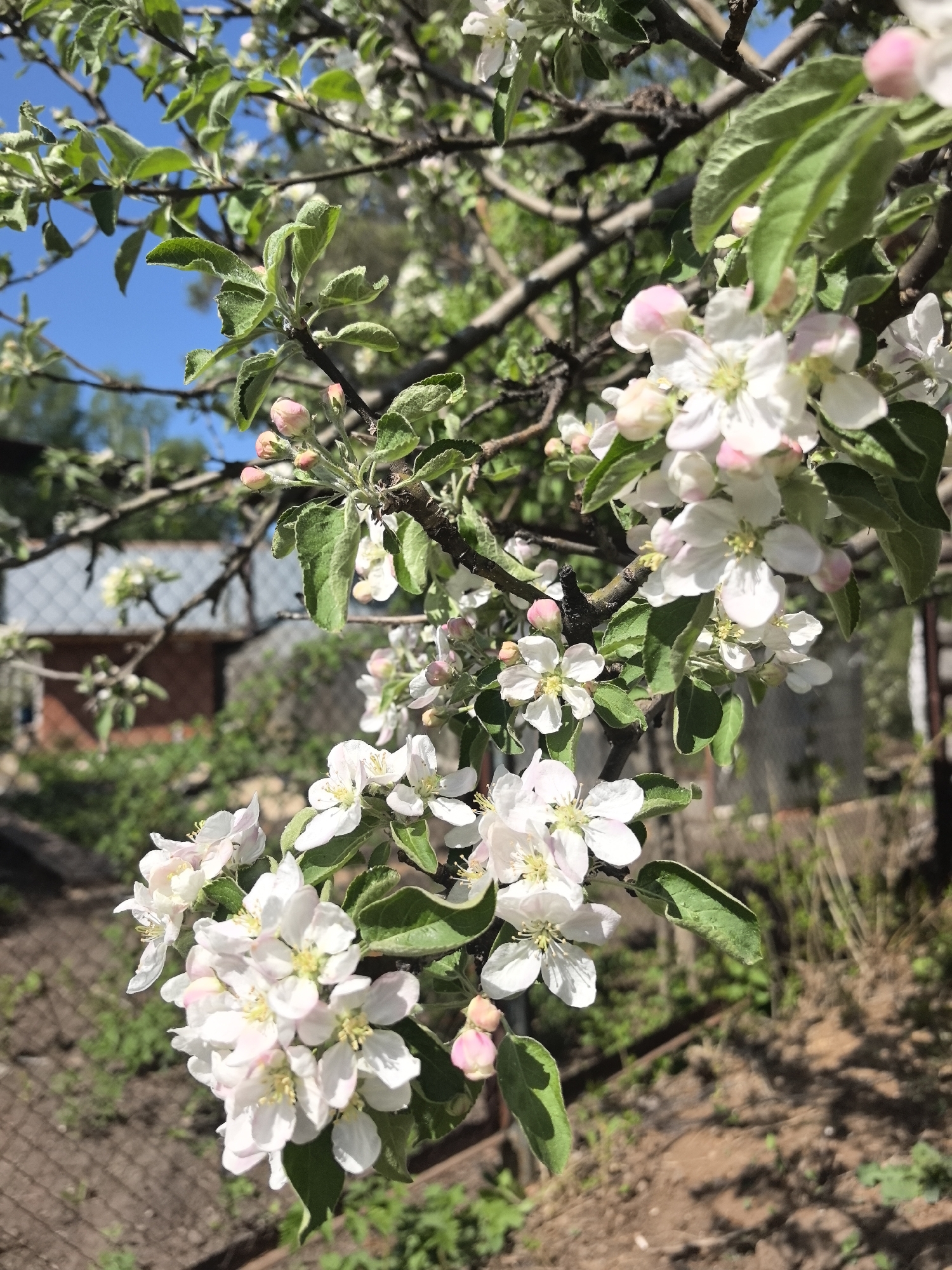 The image shows a branch of a flowering tree, likely an apple tree, in full bloom. The blossoms are predominantly white with tinges of pink, and the green leaves are visible amongst the flowers. The background includes a glimpse of a brick building with a gray roof, a chain-link fence, and foliage, suggesting a residential or garden setting. The scene is bathed in daylight, with a clear blue sky visible through the branches. The location is specified as Noviy, Russia.