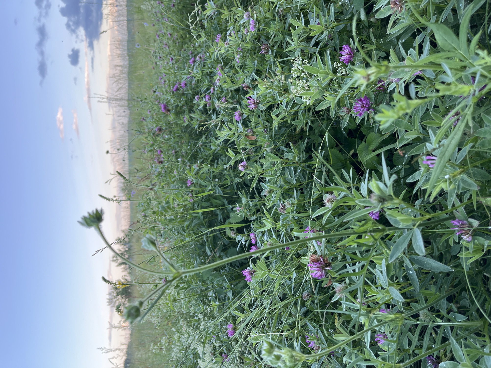 This image depicts a field of clover and other wildflowers under a pale blue sky with scattered clouds. The perspective is low, close to the ground, looking across the field. The clover blooms are predominantly purple, with some smaller white flowers interspersed. The vegetation is lush and green, appearing damp, possibly from dew or recent rain, as evidenced by water droplets on the leaves and petals. Tall, thin grass stalks rise above the clover, and some larger plants with broad leaves are also visible.
In the background, the field extends into the distance, with a softer, more diffused light suggesting it is either early morning or late evening. The horizon is visible, separating the field from the sky. The sky itself transitions from a clear blue at the top to lighter, warmer tones near the horizon, hinting at the presence of the sun. The overall mood is serene and natural, capturing a quiet moment in a blooming meadow.
There is no visible text in the image. The location context of Olkhovka, Russia, suggests a rural setting, which aligns with the imagery of a wildflower field. The time of day is likely sunrise or sunset due to the soft lighting. The weather appears calm and possibly humid.