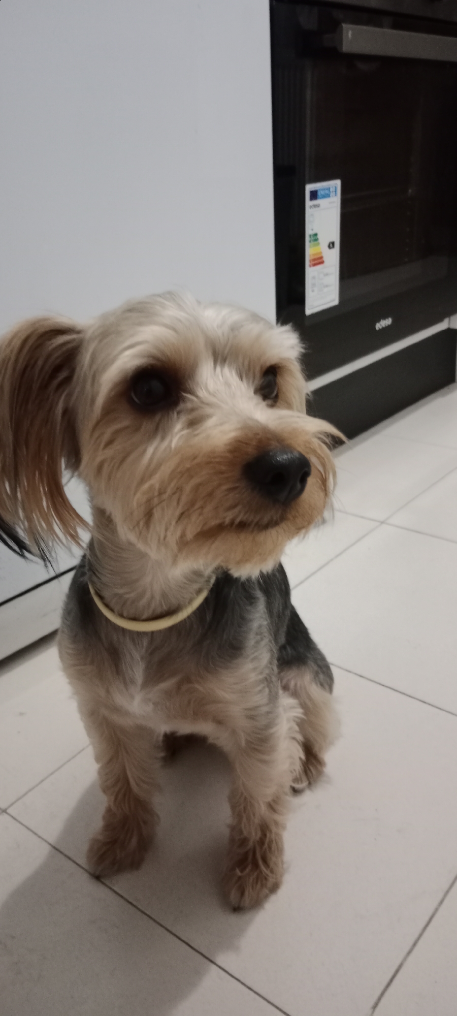A yorkshire terrier sits on a tiled floor in front of a white wall and a dark appliance. The dog has tan and gray fur, dark eyes, and is wearing a light yellow collar. The appliance in the background appears to be an oven with an energy efficiency label attached. The floor is tiled in a white, square pattern. The lighting suggests an indoor environment, likely a kitchen or utility area. The image appears to have been taken in Galapagar, Spain.