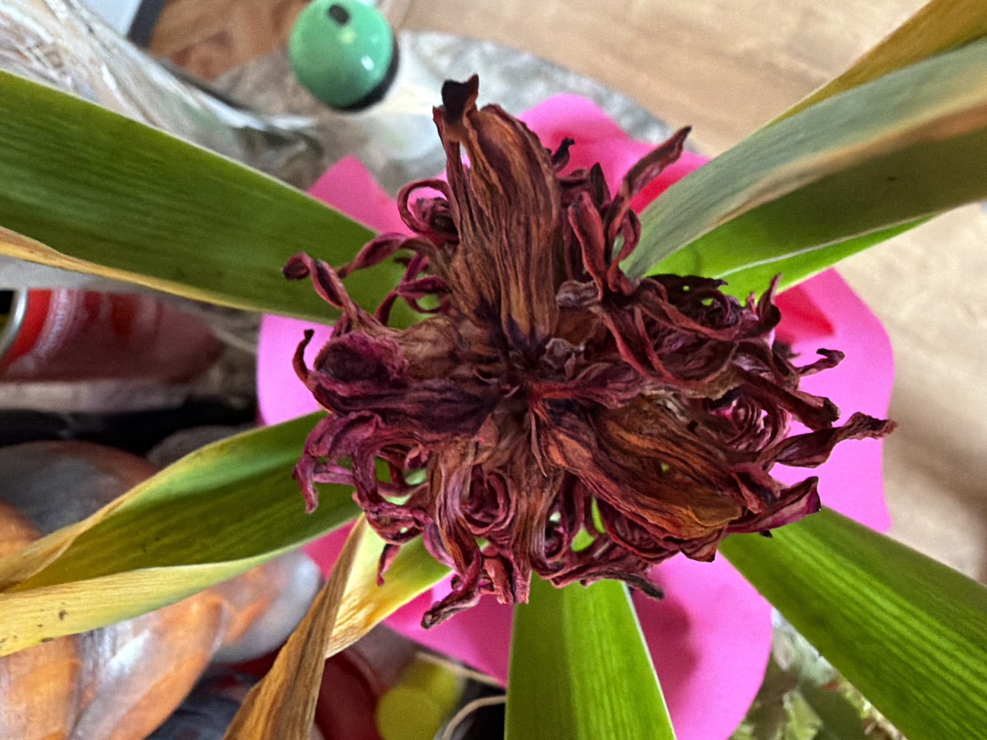 The image presents a close-up, overhead view of a wilted flower with dried, brown and burgundy petals. The flower is surrounded by long, green leaves. The flower is set in a bright pink vase. Other objects are visible in the background, including a green sphere, and various other items that are difficult to identify due to the close proximity and shallow depth of field. No people are visible. The image was taken in Velingrad, Bulgaria.