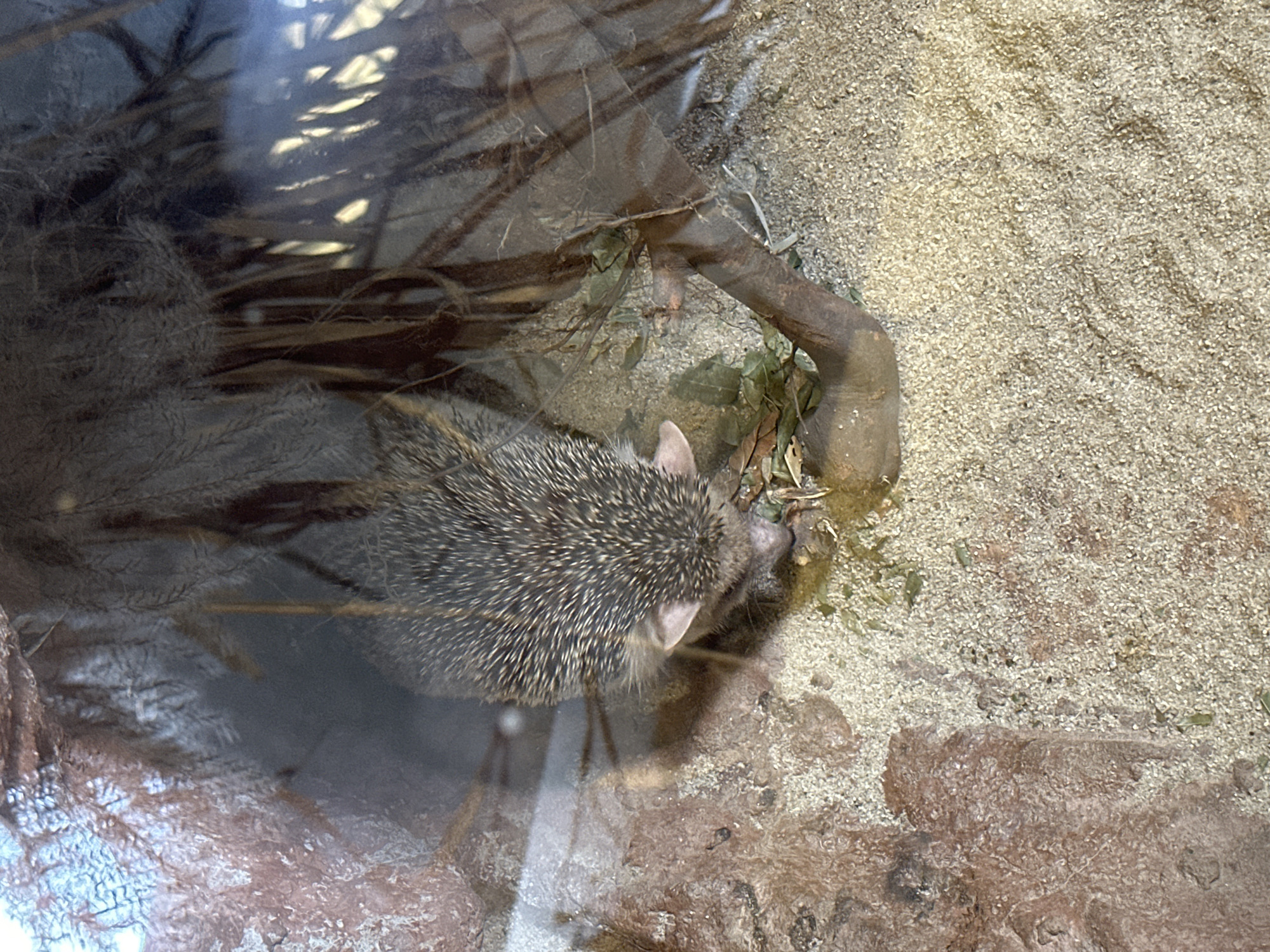 An image of a hedgehog in a habitat, likely an enclosure. The hedgehog is positioned in the lower center of the image, surrounded by sand, a small branch, and scattered foliage. The habitat appears to be partially enclosed by glass or plexiglass. The photo was taken at Afrykarium, Wrocław, Poland.