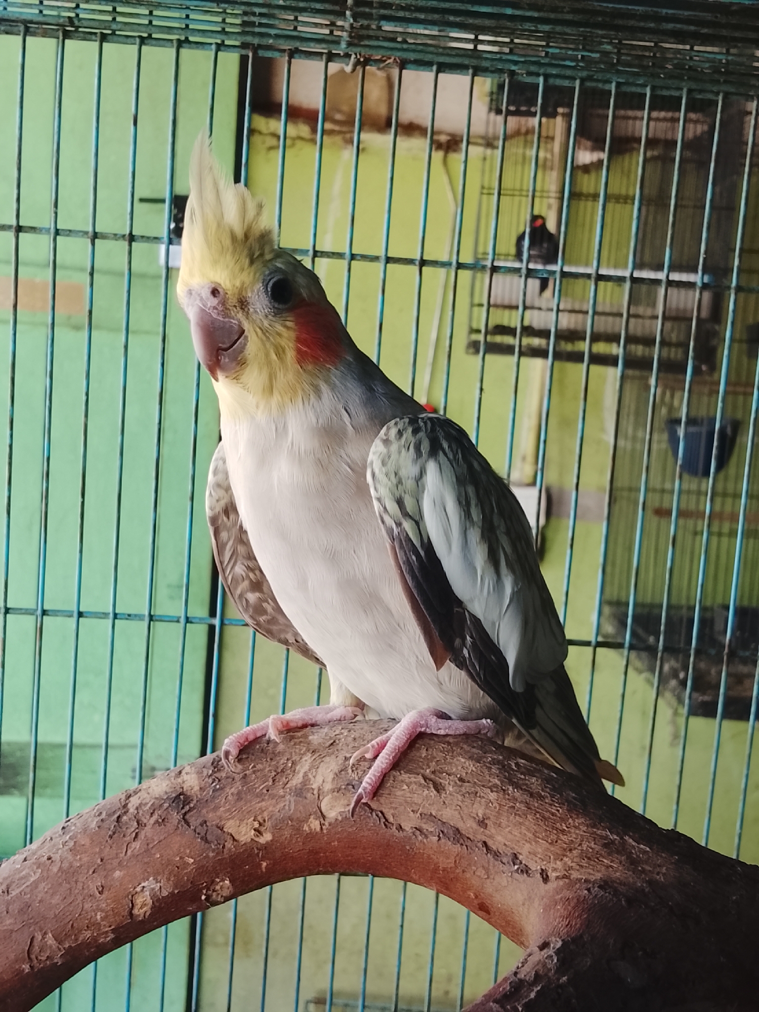 A medium shot shows a cockatiel perched on a rough wooden branch inside a green cage. The bird has a yellow crest, white chest and belly, and gray wings with lighter markings. Its eyes are black, and it has distinct reddish-orange patches on its cheeks. The background consists of the cage bars and a faded green wall. To the right, slightly out of focus, another dark bird with a red spot on its head is visible on a perch within an adjacent cage. The image appears to have been taken indoors, possibly in a home or a pet shop in Kuta Trieng, Indonesia, given the context of the prompt.