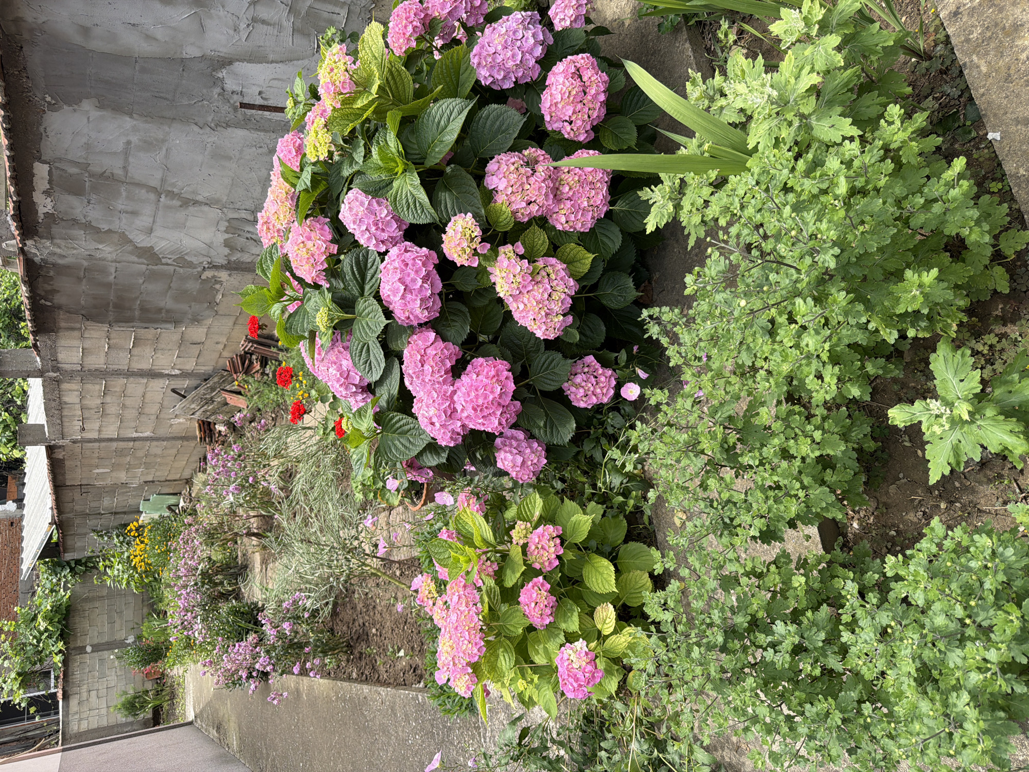 The image depicts a vibrant garden scene in Pazardzhik, Bulgaria. The foreground is dominated by lush green foliage and the intricate details of pink and pale yellow hydrangeas. These large, voluminous blooms are a central focus, showcasing their textured petals and verdant leaves. Beyond the hydrangeas, a pathway is visible, leading to a garden bed filled with a variety of flowering plants, including smaller pink blossoms and scattered yellow flowers. In the background, a rough concrete wall runs along the length of the garden, showing signs of age and weathering. The wall is partially obscured by greenery and the overhanging branches of trees. The scene conveys a sense of a well-tended private garden.