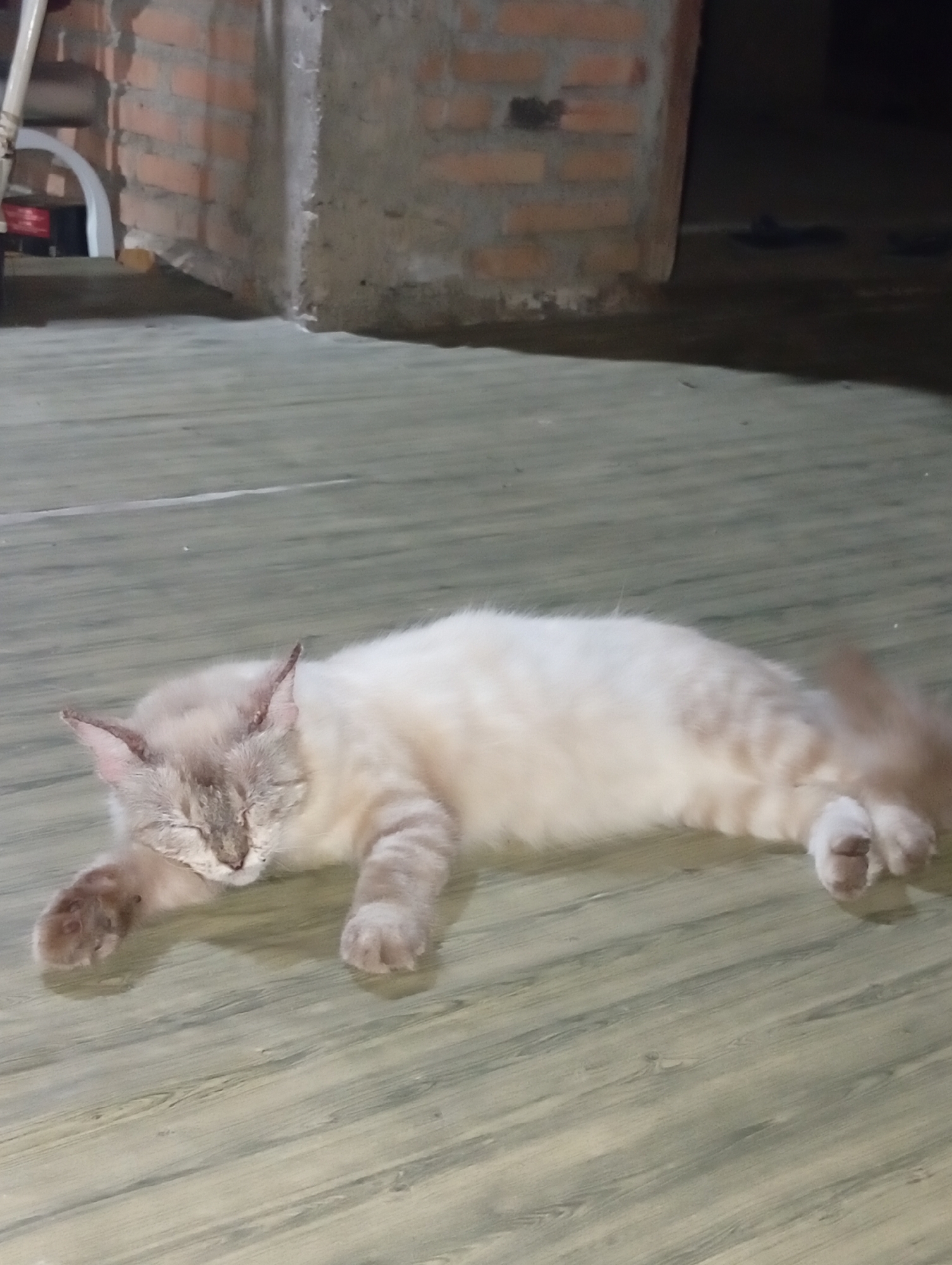 A light-colored cat with tabby markings is sleeping on a wooden floor. The cat is lying on its side with its eyes closed. The floor has a wood-grain pattern. In the background, there is a brick wall and a concrete structure. The lighting in the image is dim, suggesting it may be nighttime or indoors with limited light. The location is unknown, Indonesia.