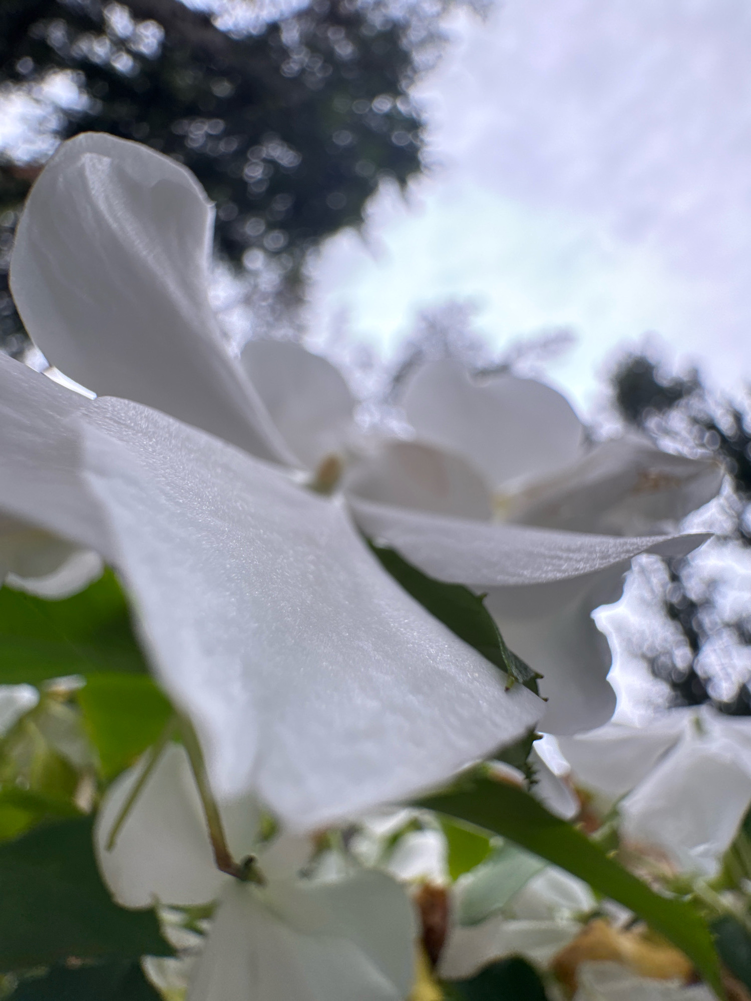 A close-up, low-angle shot captures the delicate white petals of a flower in full bloom. The petals, soft and translucent, exhibit a slightly textured surface. In the background, out-of-focus green leaves and dark branches with bokeh lights of the sky create a blurred backdrop, suggesting an outdoor setting. The sky above is overcast, with a pale, diffused light. The image is devoid of human presence or any identifiable landmarks within a city, thus the location in the city of Unknown, Russia cannot be determined from the visual information provided.