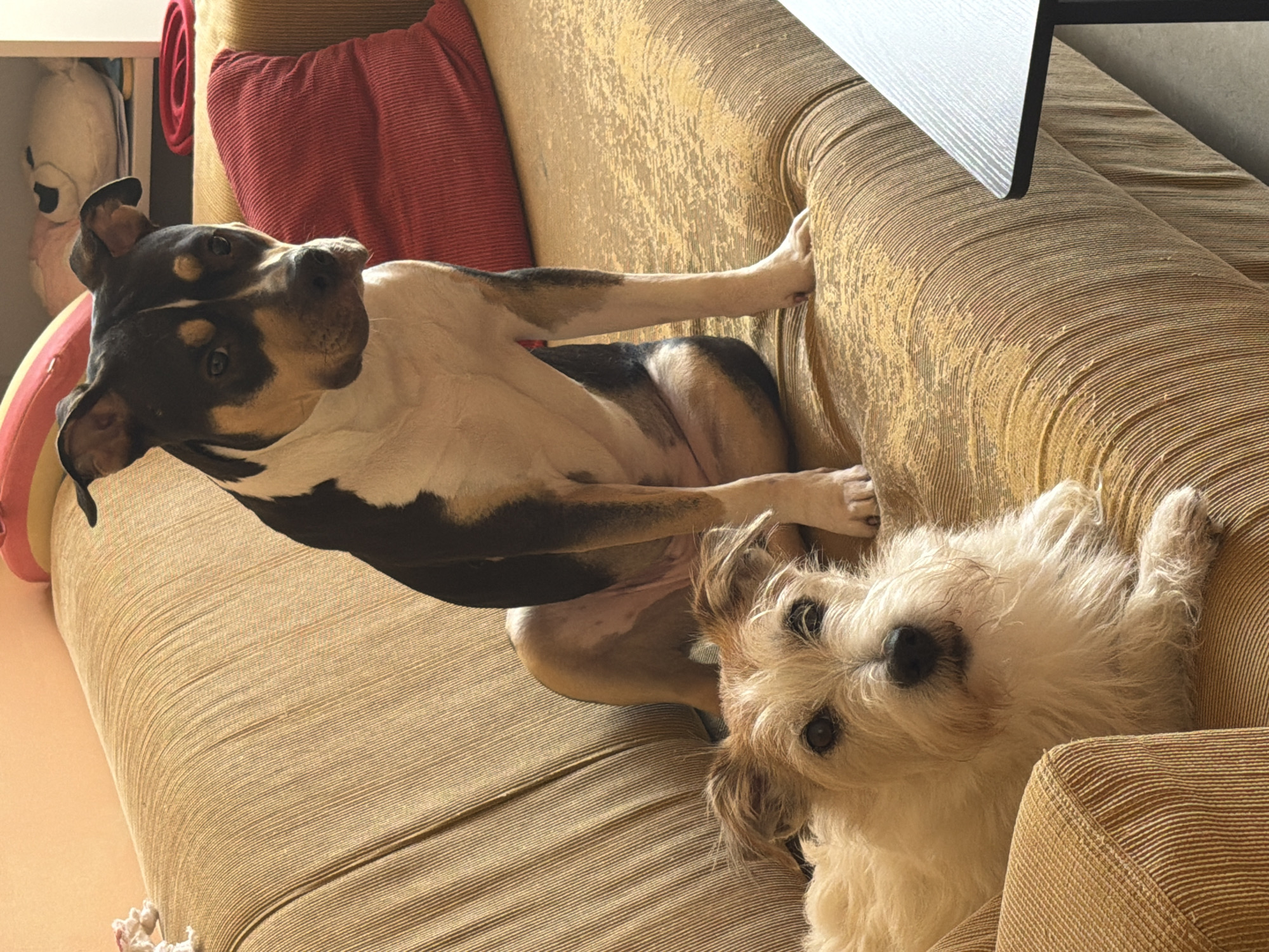 Two dogs are on a couch. One dog is mostly white with some dark markings on its head and back, and is lying with its front paw stretched out on the arm of the couch. The other dog is white and fluffy and is lying below the first dog. The couch is brown and striped. There is a red pillow behind the first dog, and a shelf with a stuffed animal behind the pillow. There is a corner of a table visible in the upper right of the image. The location is not discernible from the image.