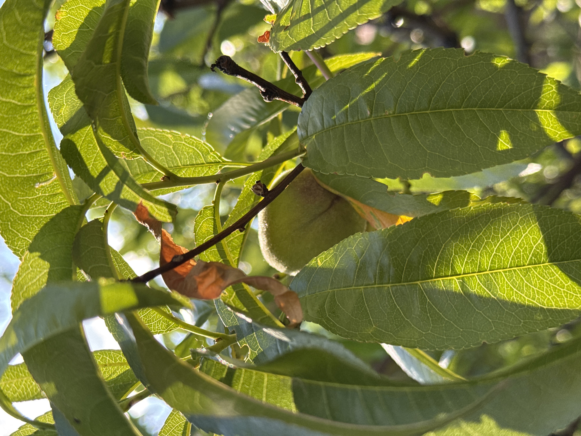 This is a close-up, eye-level, outdoor photograph taken in Odesa, Ukraine. The subject is a branch of a tree with green leaves and a developing fruit, possibly a peach or plum, partially obscured by the foliage. The fruit is a light green, oval shape. Sunlight filters through the leaves, casting dappled shadows and highlighting the intricate vein patterns on the leaves. One dried, brown leaf is visible, curled and shriveled, contrasting with the vibrant green. The background is blurred, showing more leaves and branches, suggesting a dense canopy. No people are present in the image. The overall impression is one of natural growth and the play of light in a garden or orchard setting.