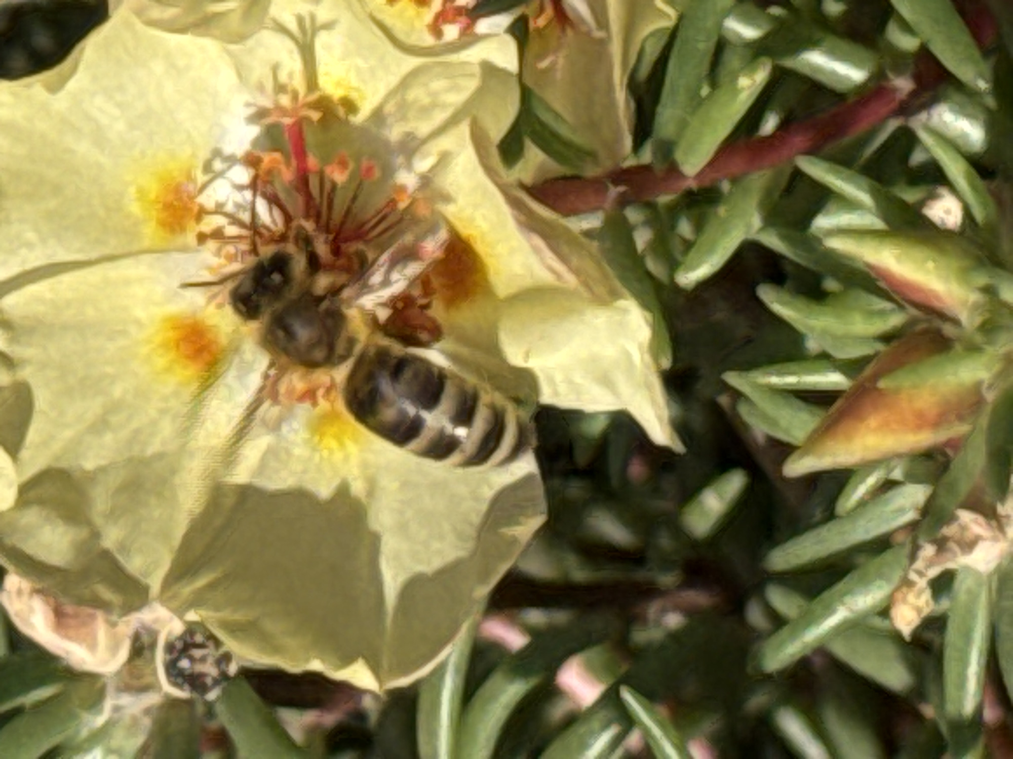 This image is a close-up, slightly blurred photograph of a bee on a pale yellow flower. The bee is positioned in the center of the flower, with its body angled towards the left. Its abdomen is striped with dark brown and light tan bands. The flower has multiple petals, some of which are folded, and its center contains visible stamens and pistils. In the background, green foliage and some red stems are present. The lighting suggests it is daytime. The image is a photograph of nature, specifically an insect interacting with a plant, and does not depict any urban environment or specific location in Rostov-on-Don, Russia.