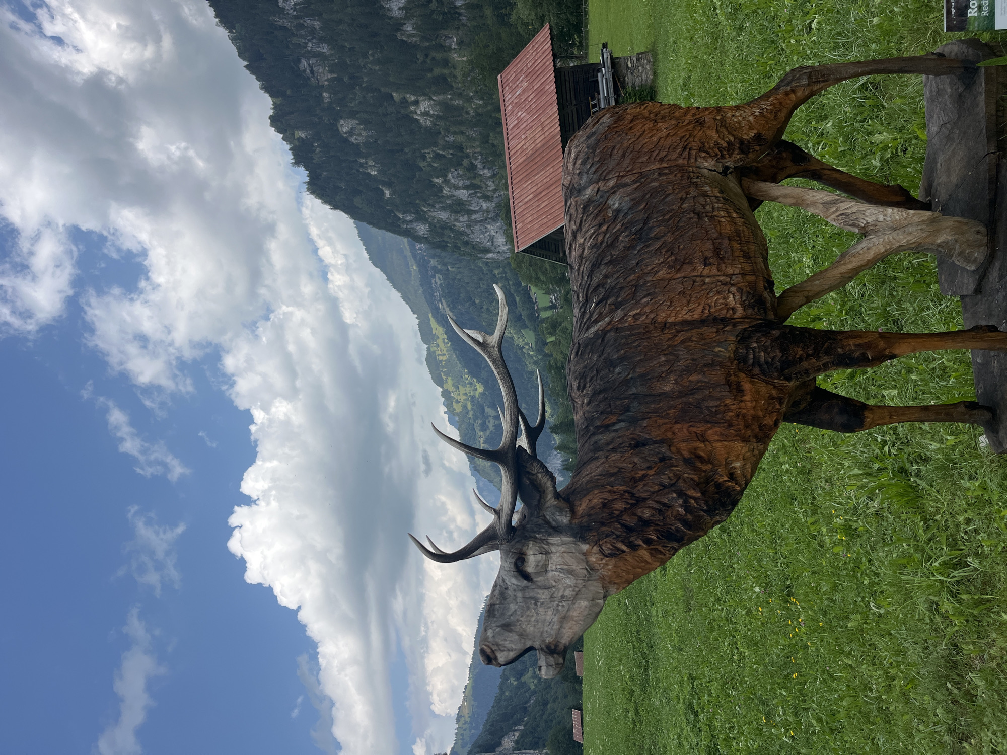 A wooden sculpture of a stag, with its mouth open in a roar, is positioned in a lush green meadow in Lauterbrunnen, Switzerland. The stag sculpture is the primary subject, rendered in intricate detail with visible wood grain and carved features. Behind the sculpture, the landscape unfolds to reveal rolling green hills and steep, tree-covered mountains under a sky filled with scattered white clouds. A small wooden building with a red roof is visible in the middle ground to the right, nestled amongst the green landscape. The overall scene conveys a sense of natural beauty and artistic representation within a mountainous alpine setting.