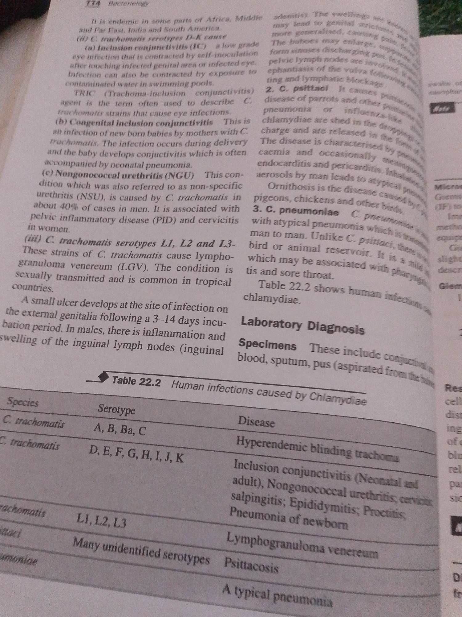 The image displays a page from a medical textbook or journal, focusing on bacteriology and laboratory diagnosis of chlamydial infections. It includes text describing different species of Chlamydia and the diseases they cause, as well as a table (Table 22.2) that lists species, serotypes, and associated human infections. The text discusses *Chlamydia trachomatis* and its role in inclusion conjunctivitis, congenital inclusion conjunctivitis, and non-gonococcal urethritis. It also mentions *Chlamydia psittaci* and *Chlamydia pneumoniae*. The laboratory diagnosis section lists specimens used for testing, such as blood, sputum, and pus. The table details serotypes A, B, Ba, C, D, E, F, G, H, I, J, K, and L1, L2, L3, as well as unspecified serotypes, linked to diseases like hyperendemic blinding trachoma, inclusion conjunctivitis, urethritis, salpingitis, epididymitis, proctitis, pneumonia of newborn, lymphogranuloma venereum, psittacosis, and typical pneumonia. The image does not contain any information or visual elements that would allow for a description of the city of Jalingo, Nigeria, nor does it depict a forensic scene.