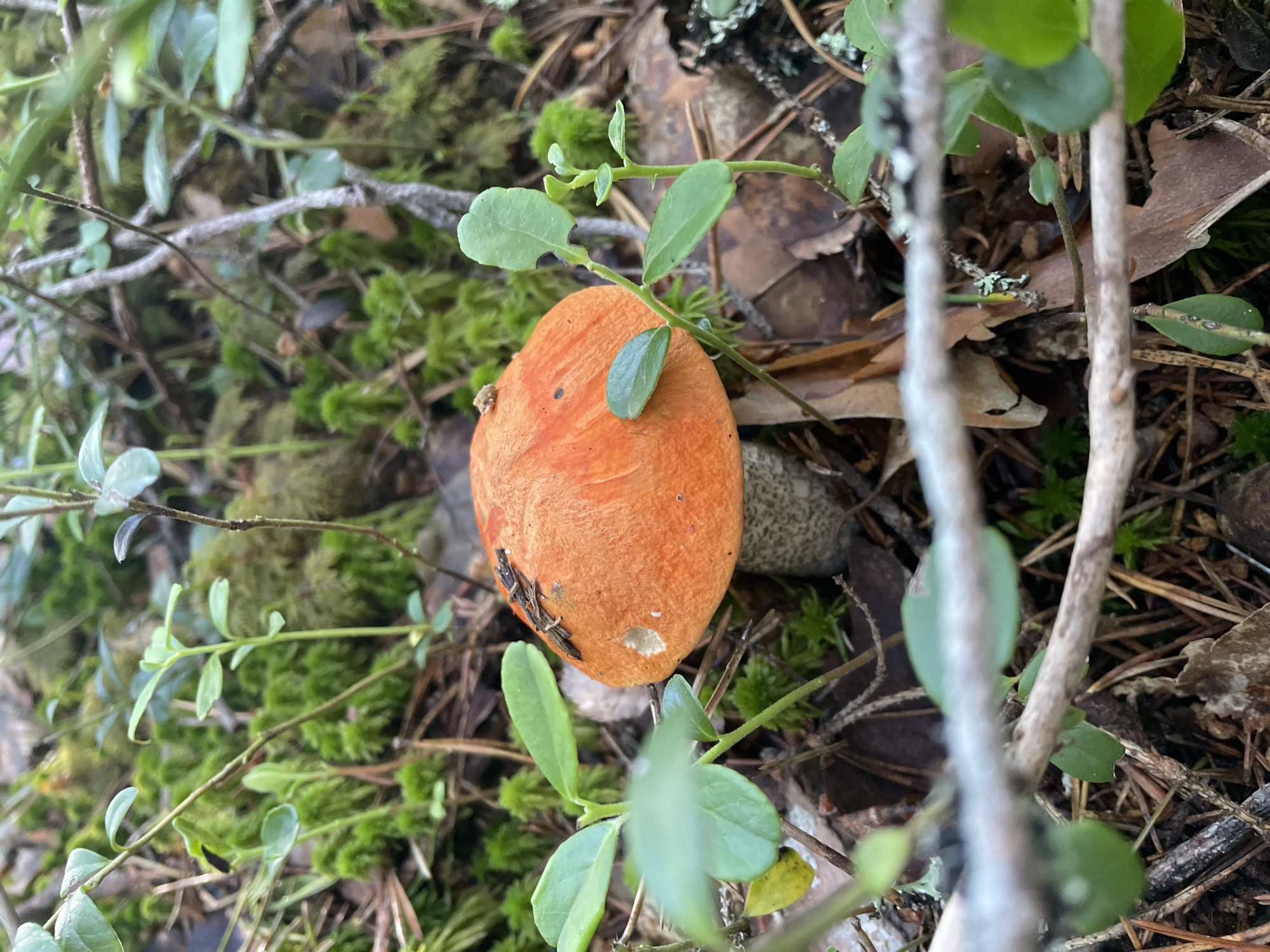 The image shows a close-up view of an orange-capped mushroom growing in a forest environment. The mushroom has a thick, speckled stem and its cap is slightly damaged with some debris on top. It is surrounded by lush green moss, small leafy plants, and fallen brown leaves and pine needles on the forest floor. The background is a blur of greenery and brown, indicating a dense woodland setting. The lighting suggests it might be daytime with diffused sunlight. The location is described as Bol'shie Ozerki, Russia, a region known for its forests and natural landscapes, particularly around the lakes that give the settlement its name. No people or specific structures are visible in this natural scene.