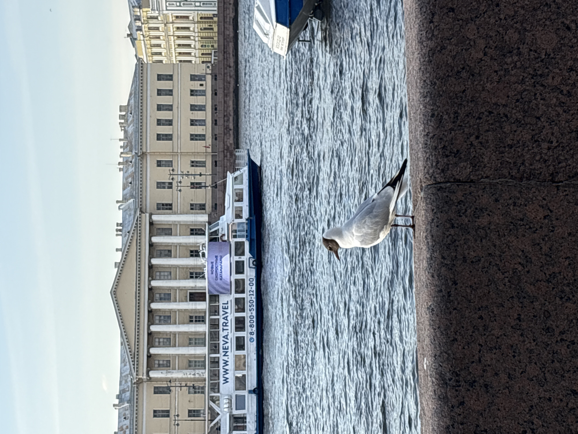 A medium shot depicts a seabird standing on a stone ledge. Beyond the ledge, rippling water is visible, reflecting the sky. Adjacent to the water, a white passenger boat with blue trim is anchored. A banner displaying "WWW.NEVA.TRAVEL" and the phone number "8-800-550-12-00" is affixed to the side of the vessel. On the opposite side of the boat, a row of buildings with classical architecture is displayed. The sky is clear and bright. The location is likely Saint Petersburg, Russia, as indicated by the "NEVA" branding and architectural style.