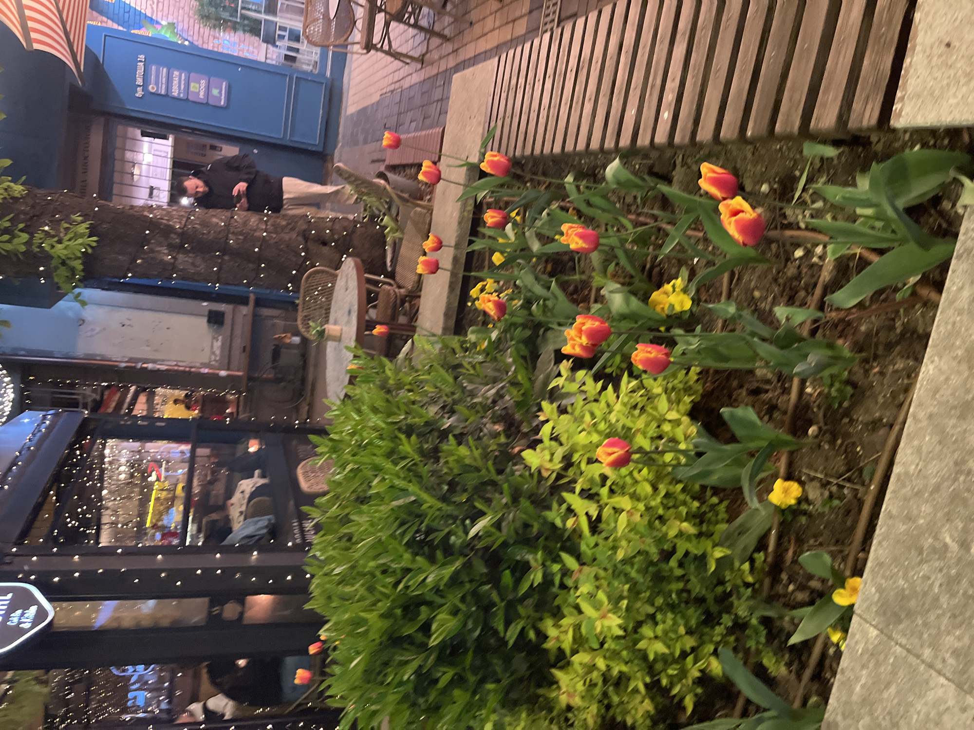 This image depicts an illuminated street scene at night in Sofia, Bulgaria, specifically at "ул. Витоша 2б" (Vitosha Street 2b), as indicated by visible text. The scene is characterized by a mix of urban architecture, decorative lighting, and vibrant floral displays.
On the left side, a building features a striking blue facade, possibly an entrance or shopfront. A partially visible American flag with red and white stripes is affixed to the upper part of this building. Below, a person wearing a dark jacket and light pants is leaning casually against a thick, horizontal structure, likely a decorative tree trunk or beam, which is wrapped with small, twinkling string lights. The individual appears to be focused on something held in their hands, possibly a mobile phone. Further down the street on the left, another establishment with large windows is extensively decorated with similar fairy lights, creating a warm and inviting glow. A sign on this lower building partially reads "Gifts & Kitchen".
The right side of the frame is filled with a lush, raised planter bed. It is densely planted with numerous red and orange tulips, some in full bloom and others still budding, adding a burst of color to the night scene. Scattered among the tulips are smaller clusters of bright yellow flowers and dense green bushes, contributing to the rich foliage. The planter's edge is made of concrete, and a wooden slatted structure, possibly a bench or part of the planter design, can be seen in the background.
The time of day is clearly evening or night, evidenced by the artificial illumination from the string lights and indoor lighting. The overall atmosphere is tranquil and inviting, suggesting a pleasant urban setting for an evening stroll or dining. Other visible text on the blue facade includes "ADRONATH" and "PROGESS".